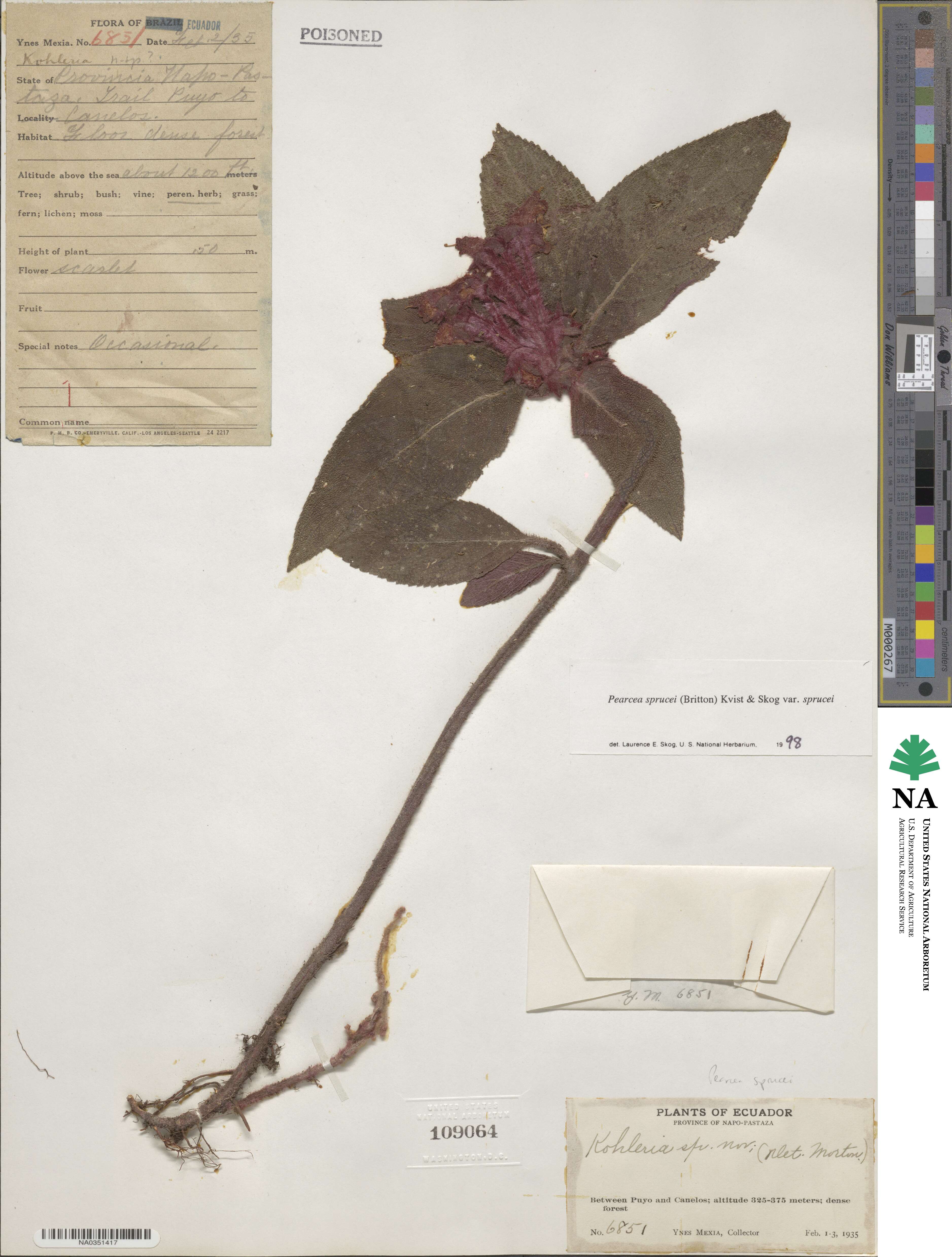 Pearcea sprucei image