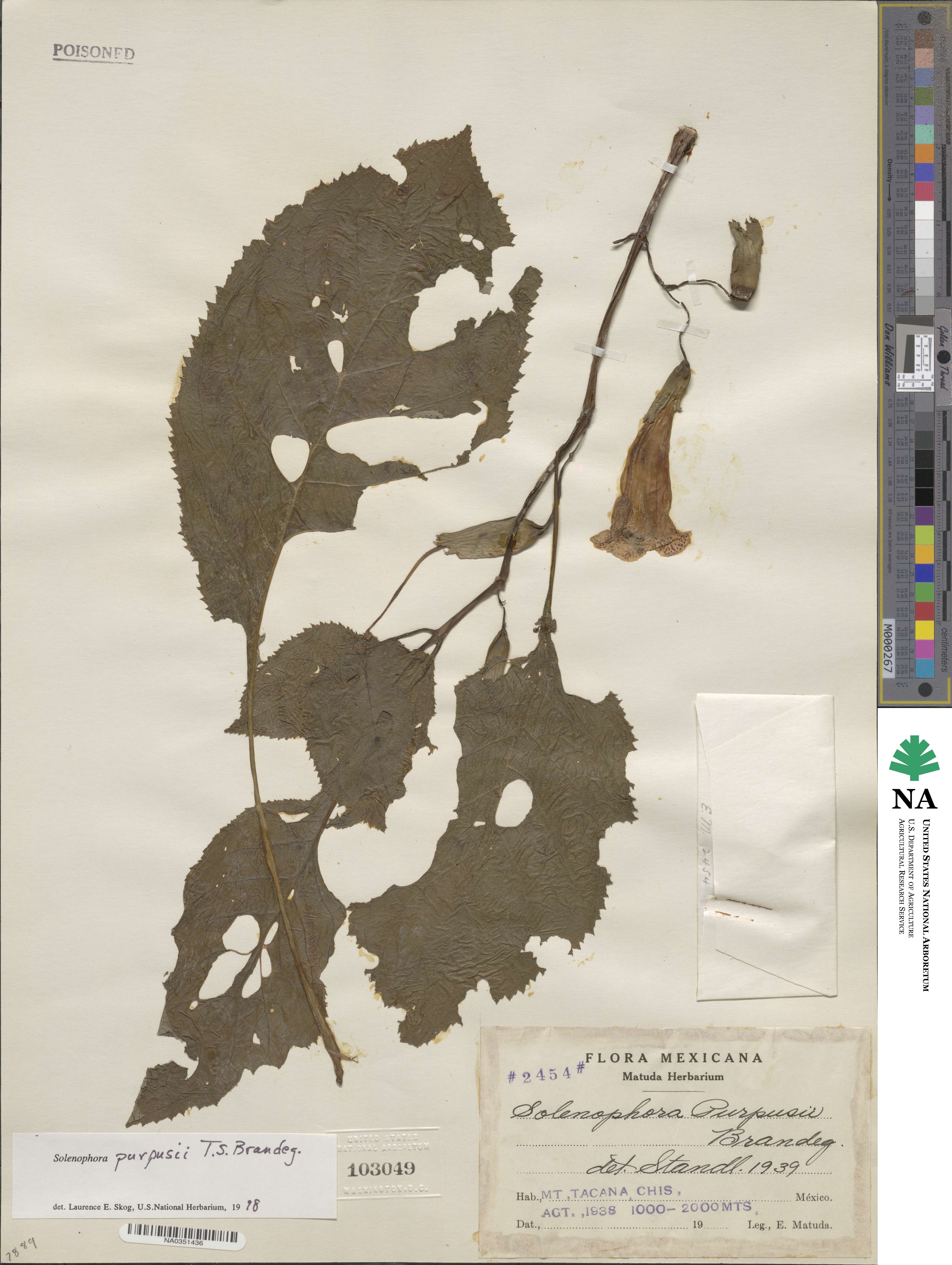 Solenophora purpusii image