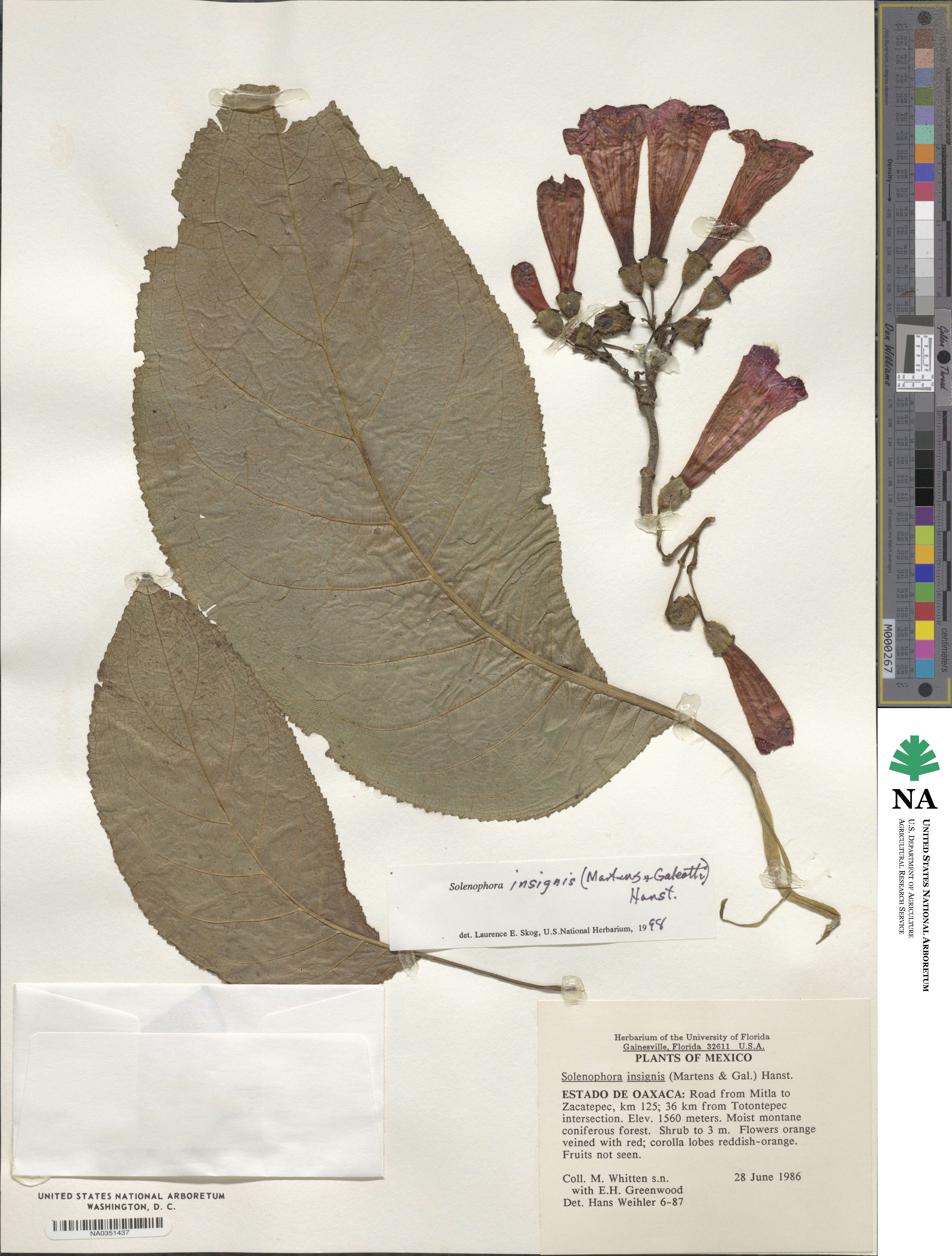 Solenophora insignis image