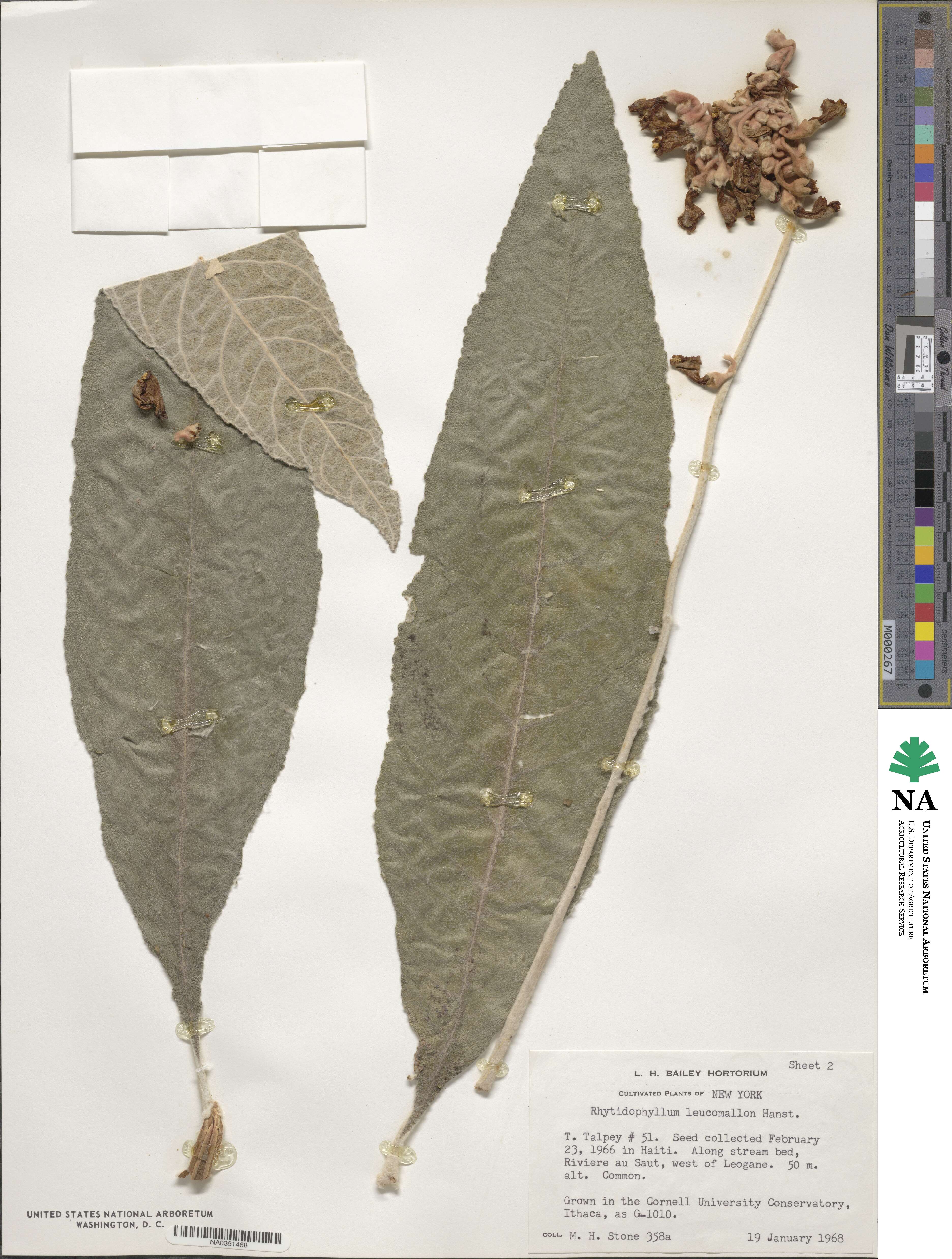 Rhytidophyllum leucomallon image
