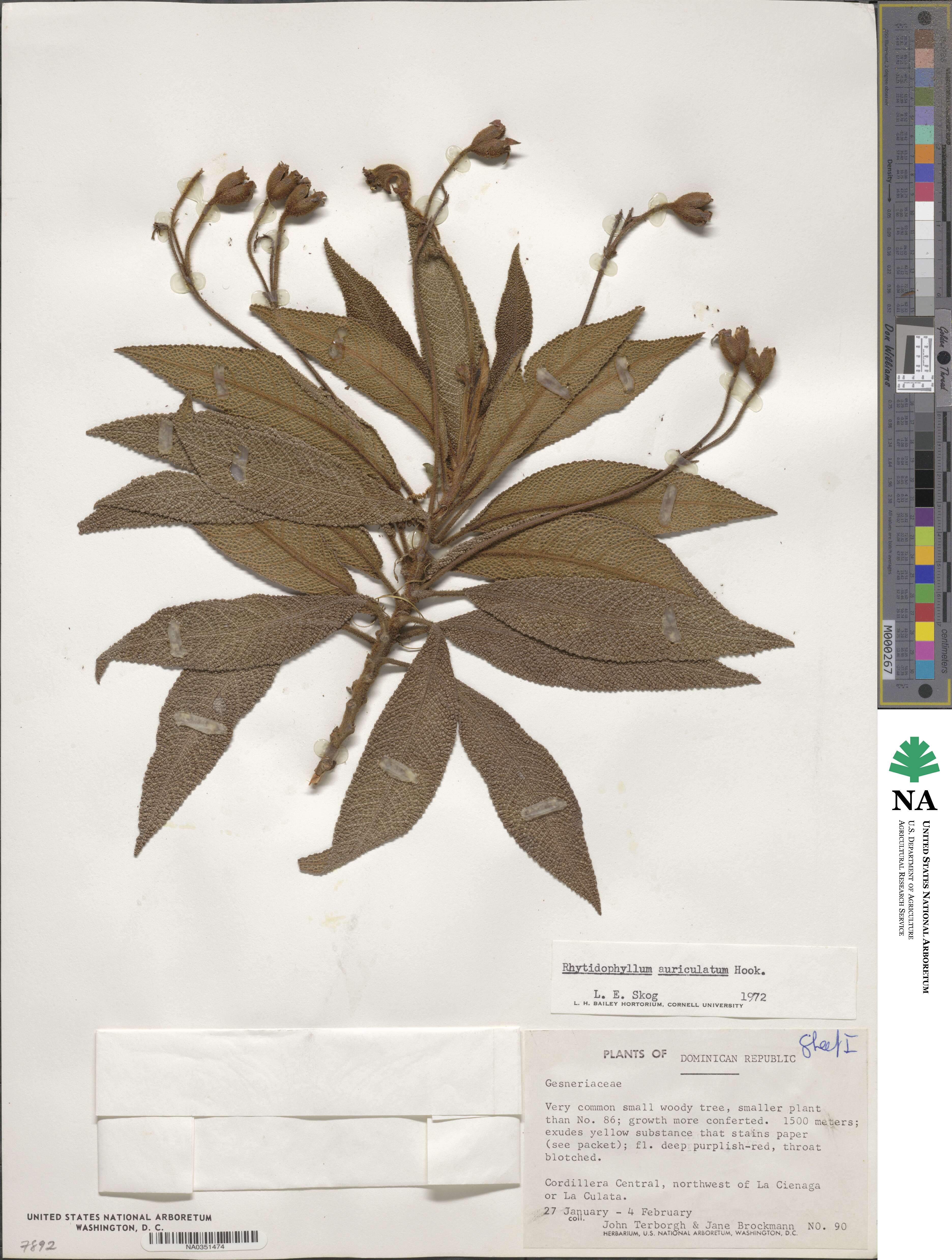 Rhytidophyllum auriculatum image