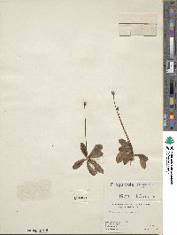 Pinguicula vulgaris image