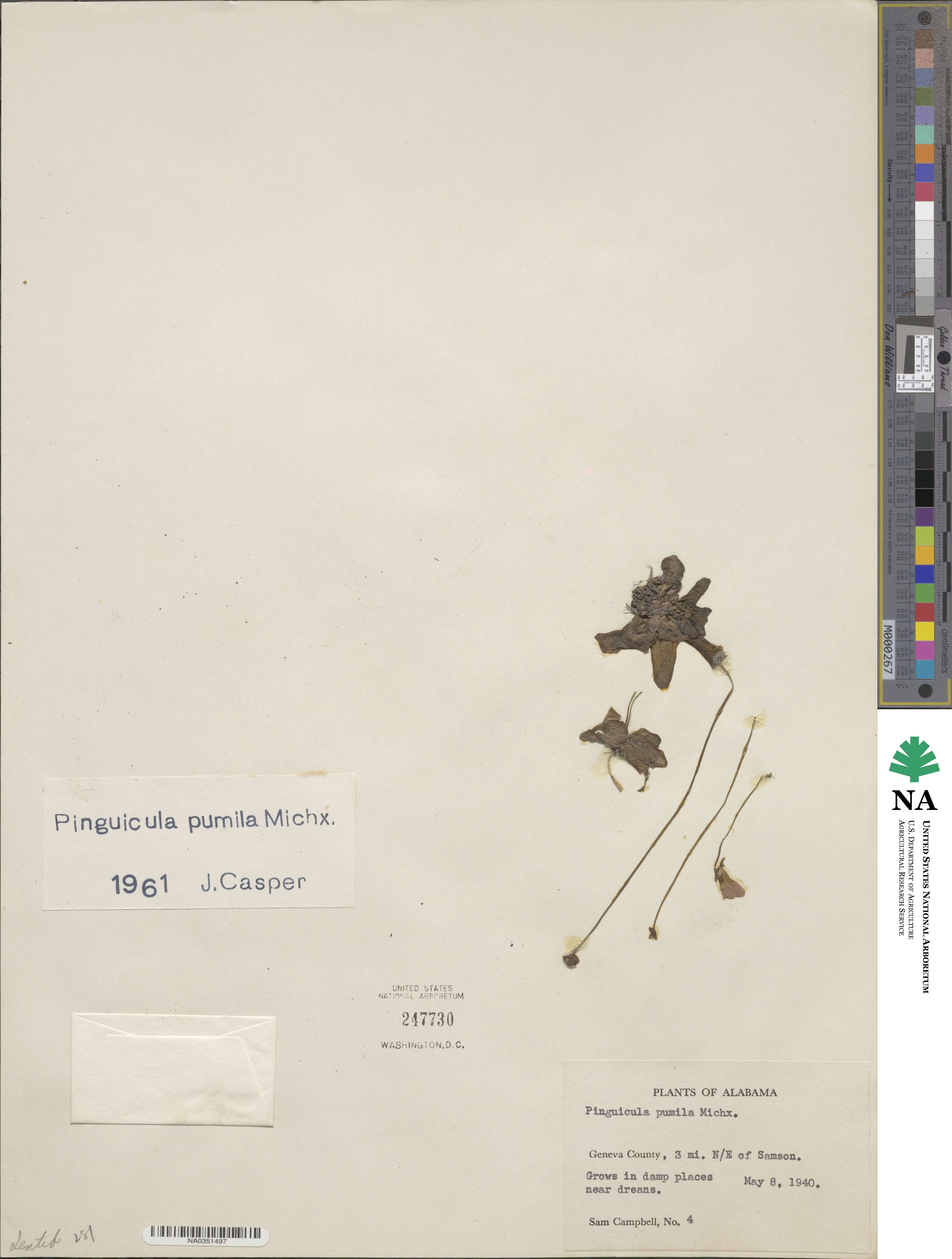 Pinguicula pumila image