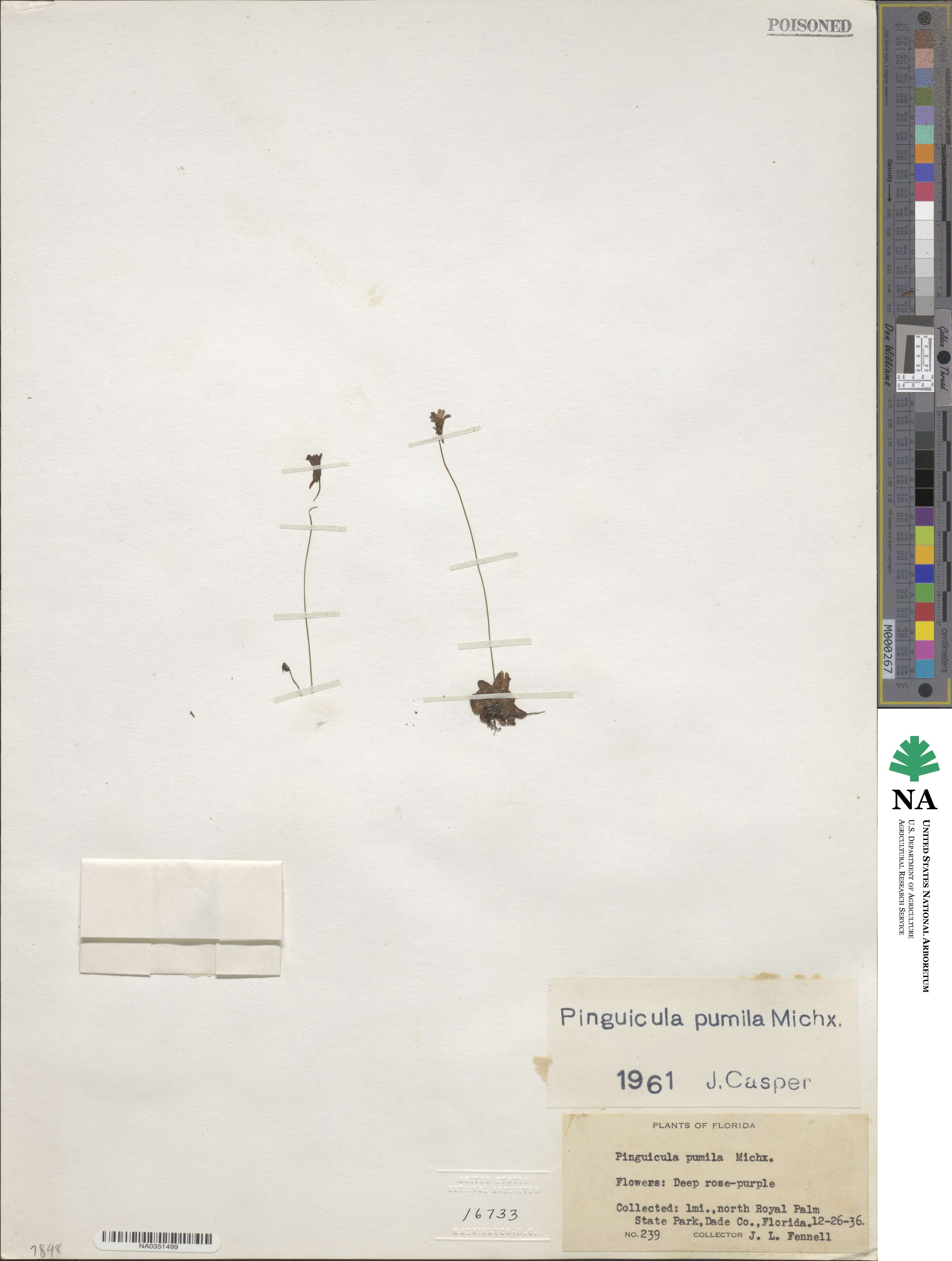 Pinguicula pumila image