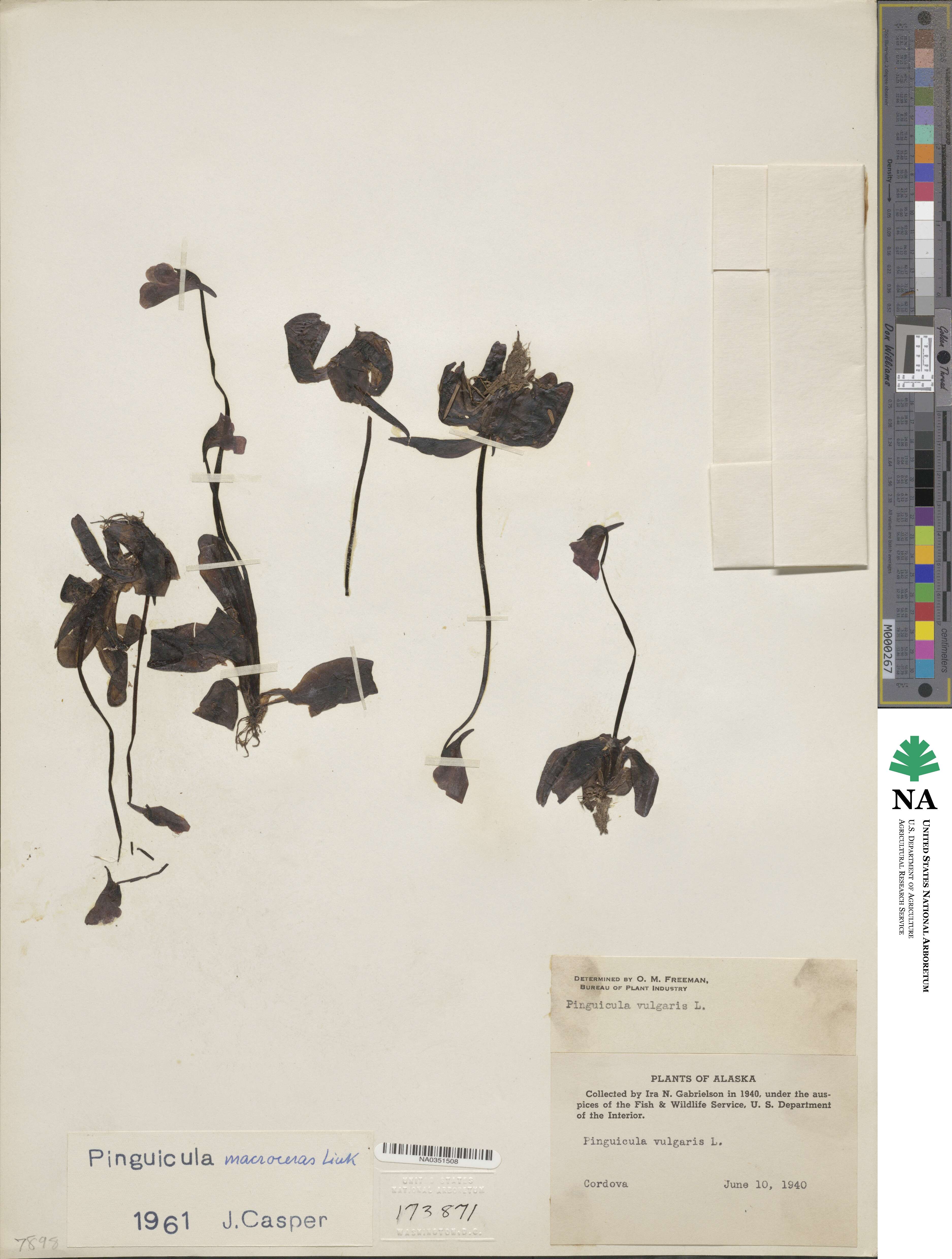 Pinguicula macroceras image