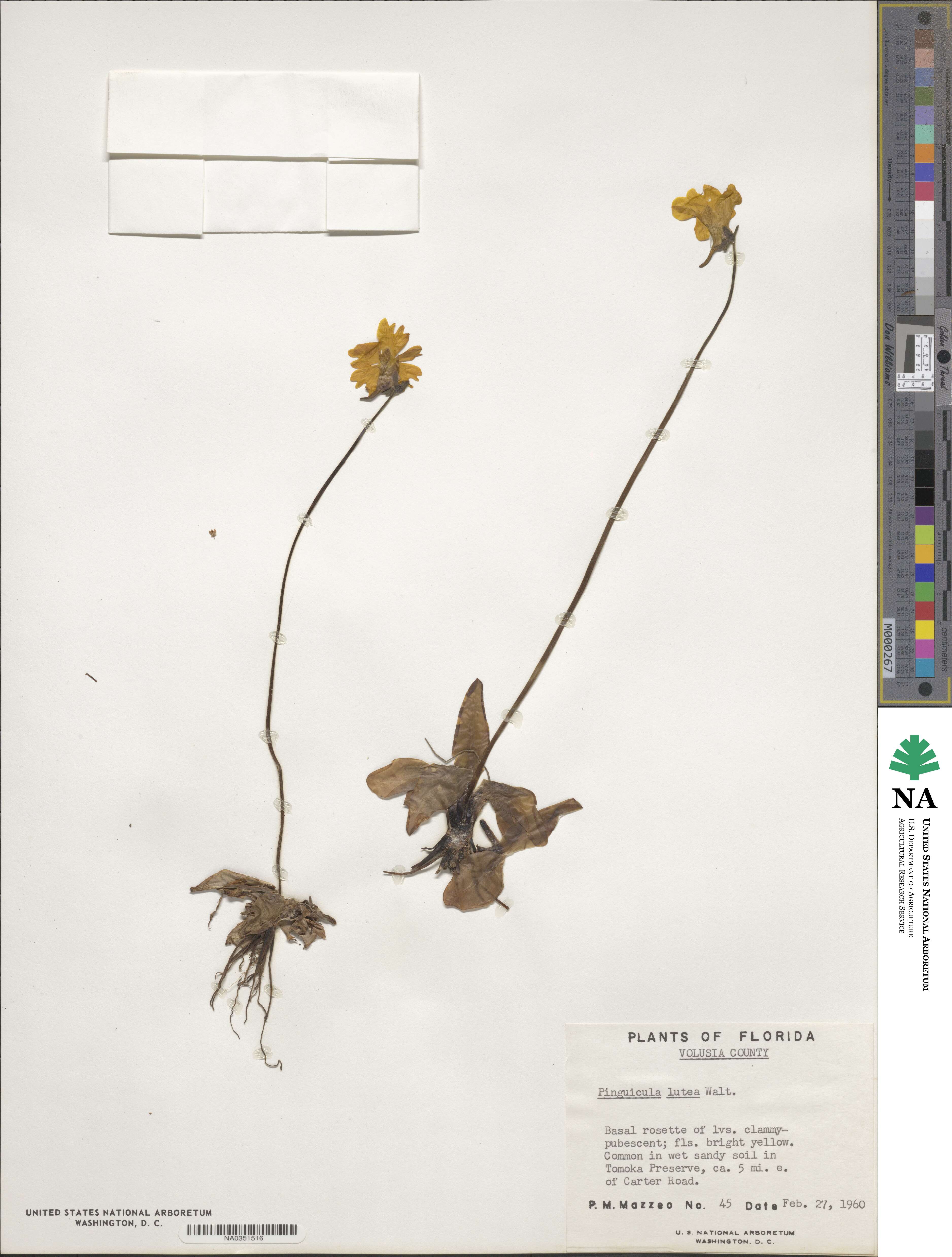 Pinguicula lutea image