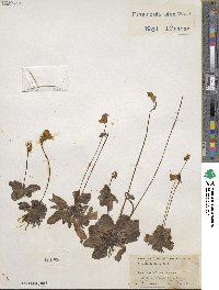 Pinguicula lutea image