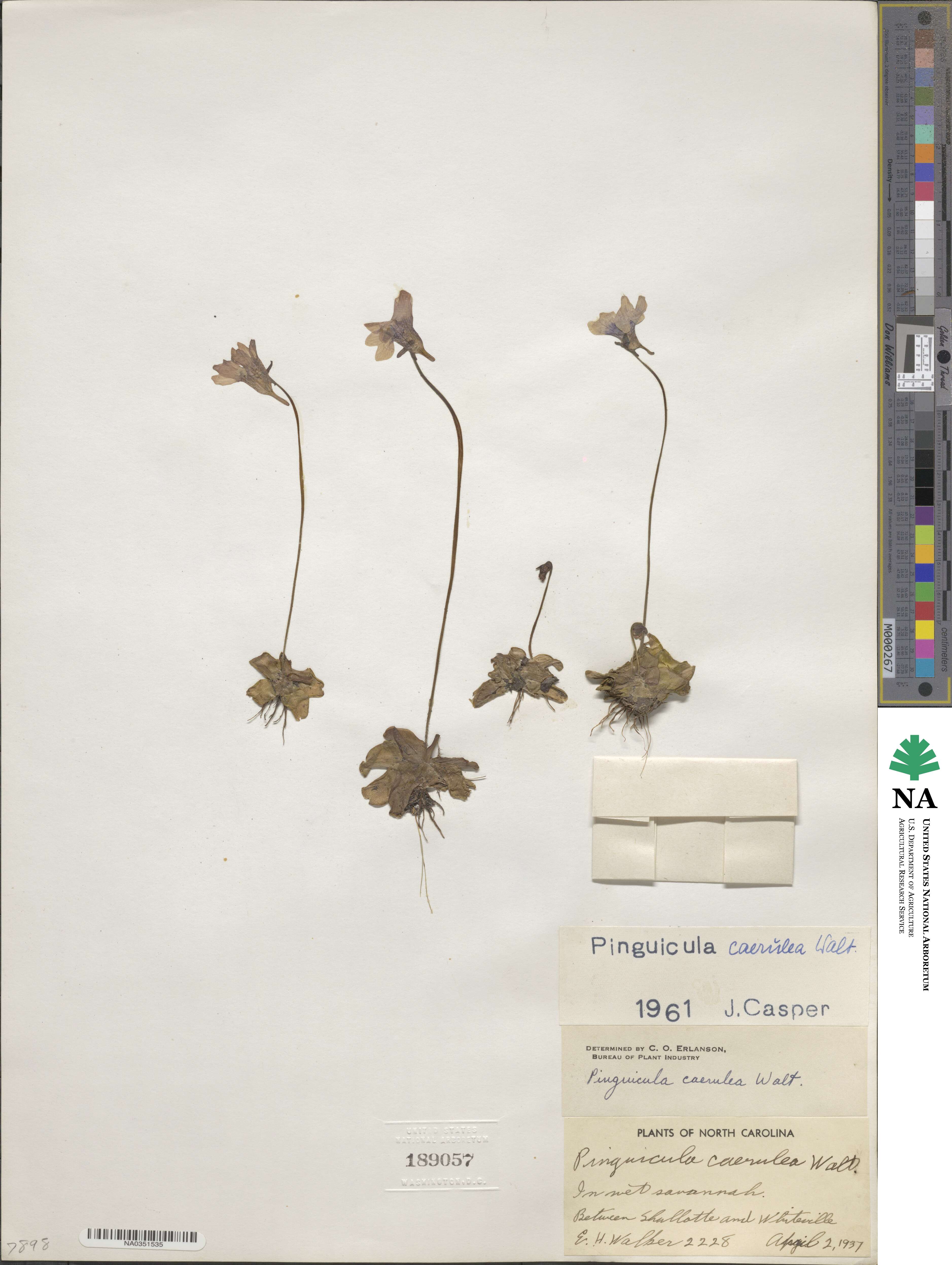 Pinguicula caerulea image