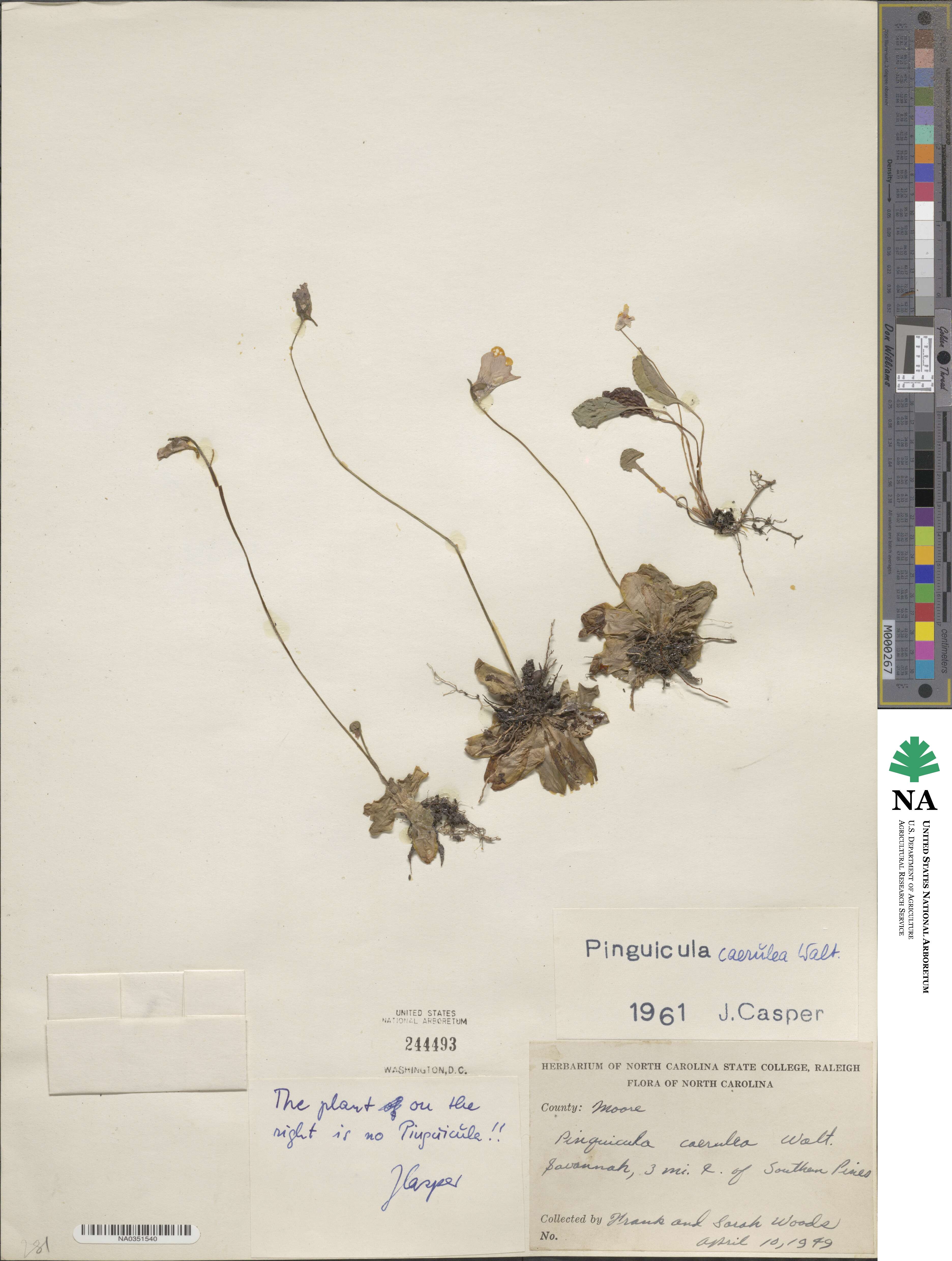 Pinguicula caerulea image