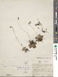 Pinguicula caerulea image