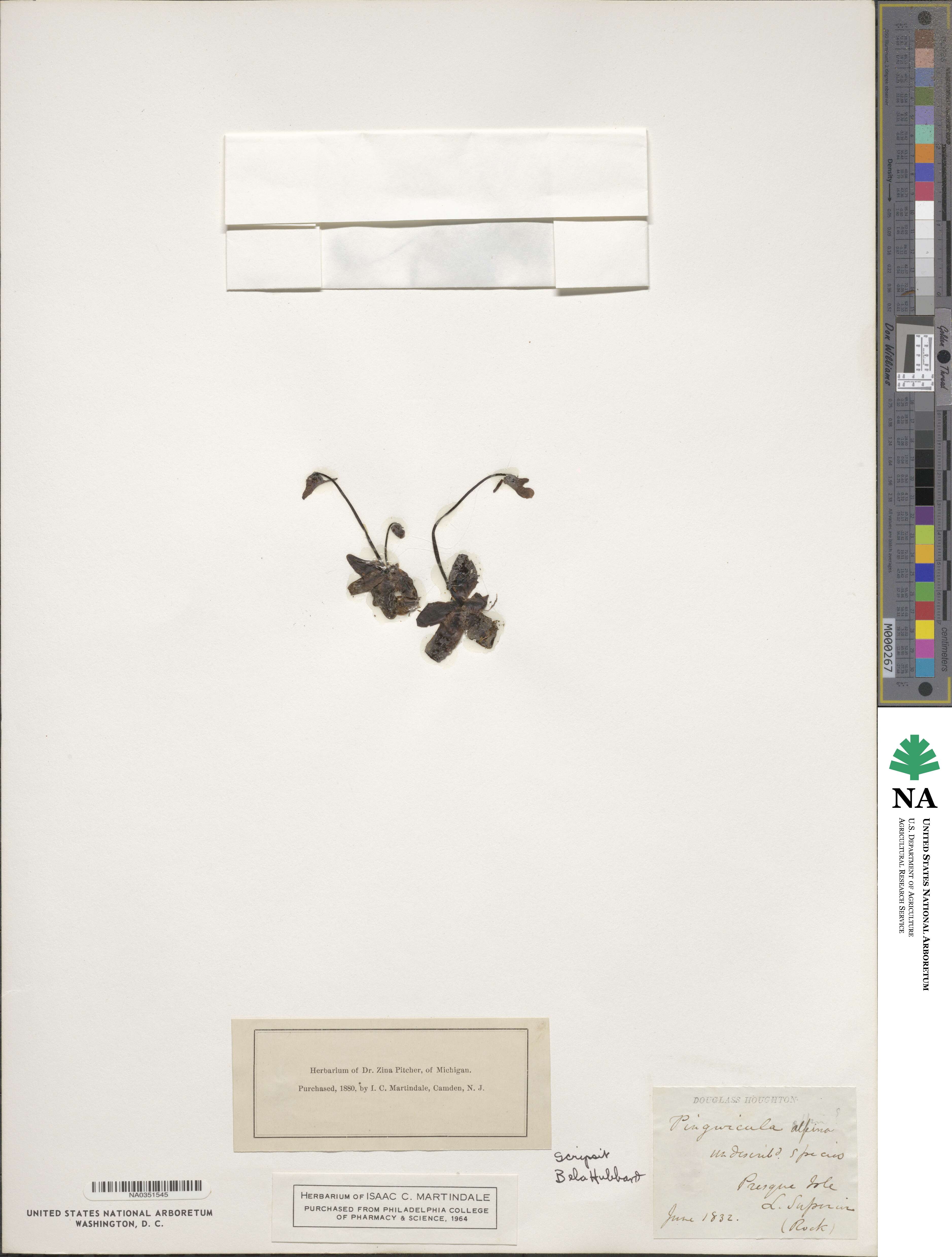 Pinguicula alpina image