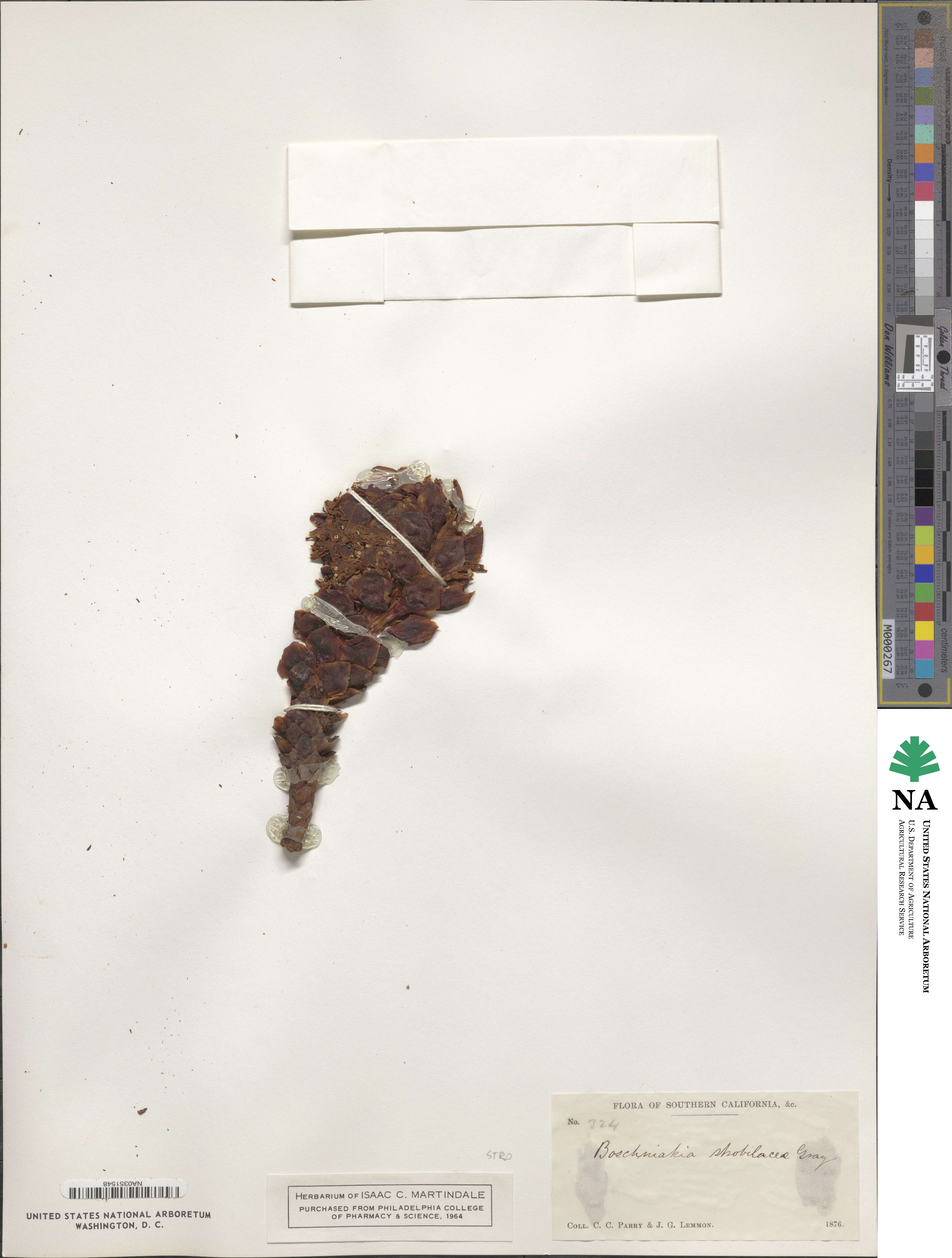 Kopsiopsis strobilacea image