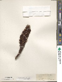 Kopsiopsis strobilacea image