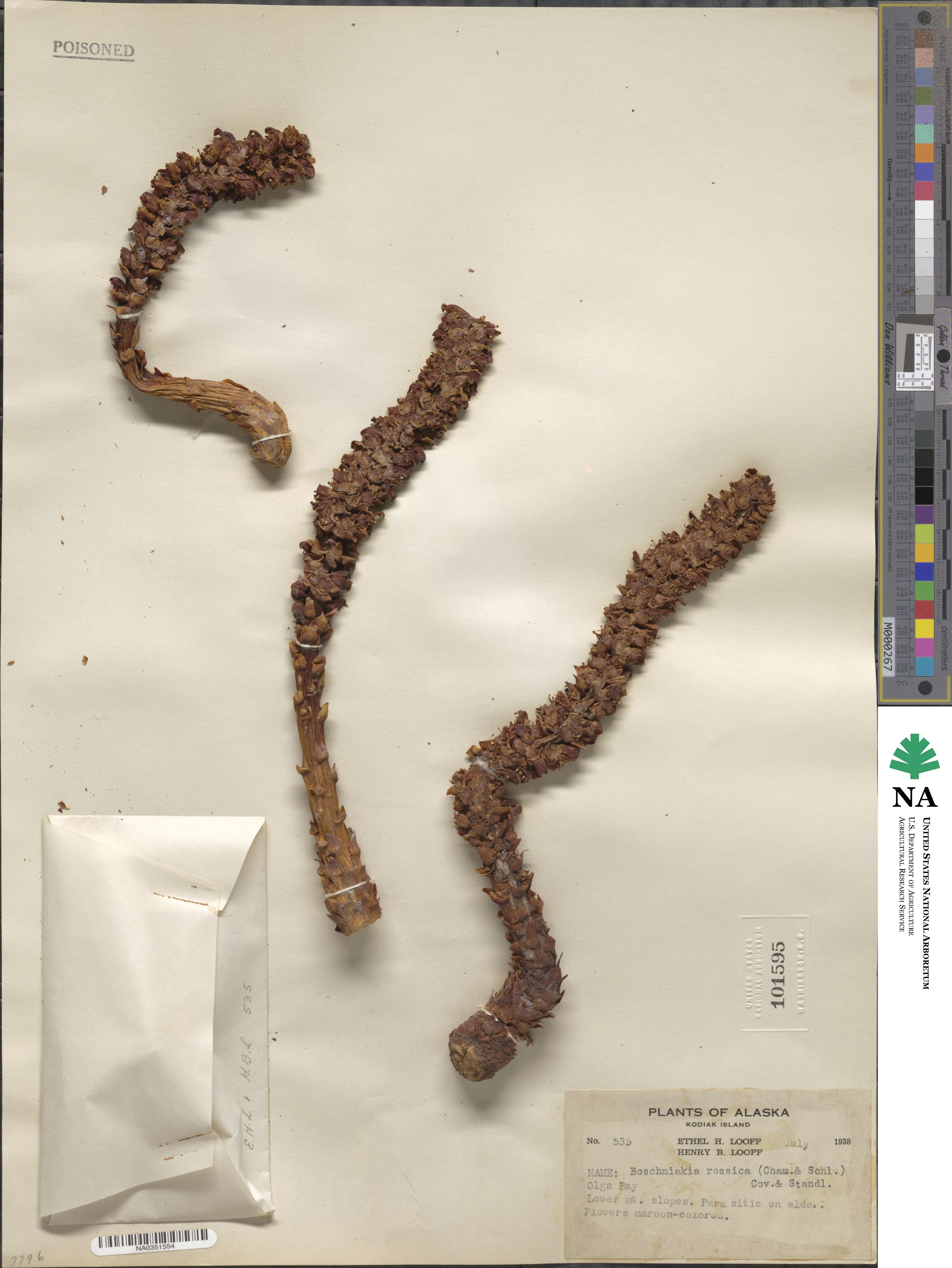 Boschniakia rossica image