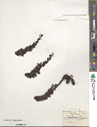 Lathraea squamaria image