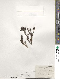 Lathraea squamaria image