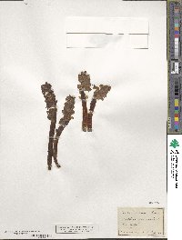 Lathraea squamaria image