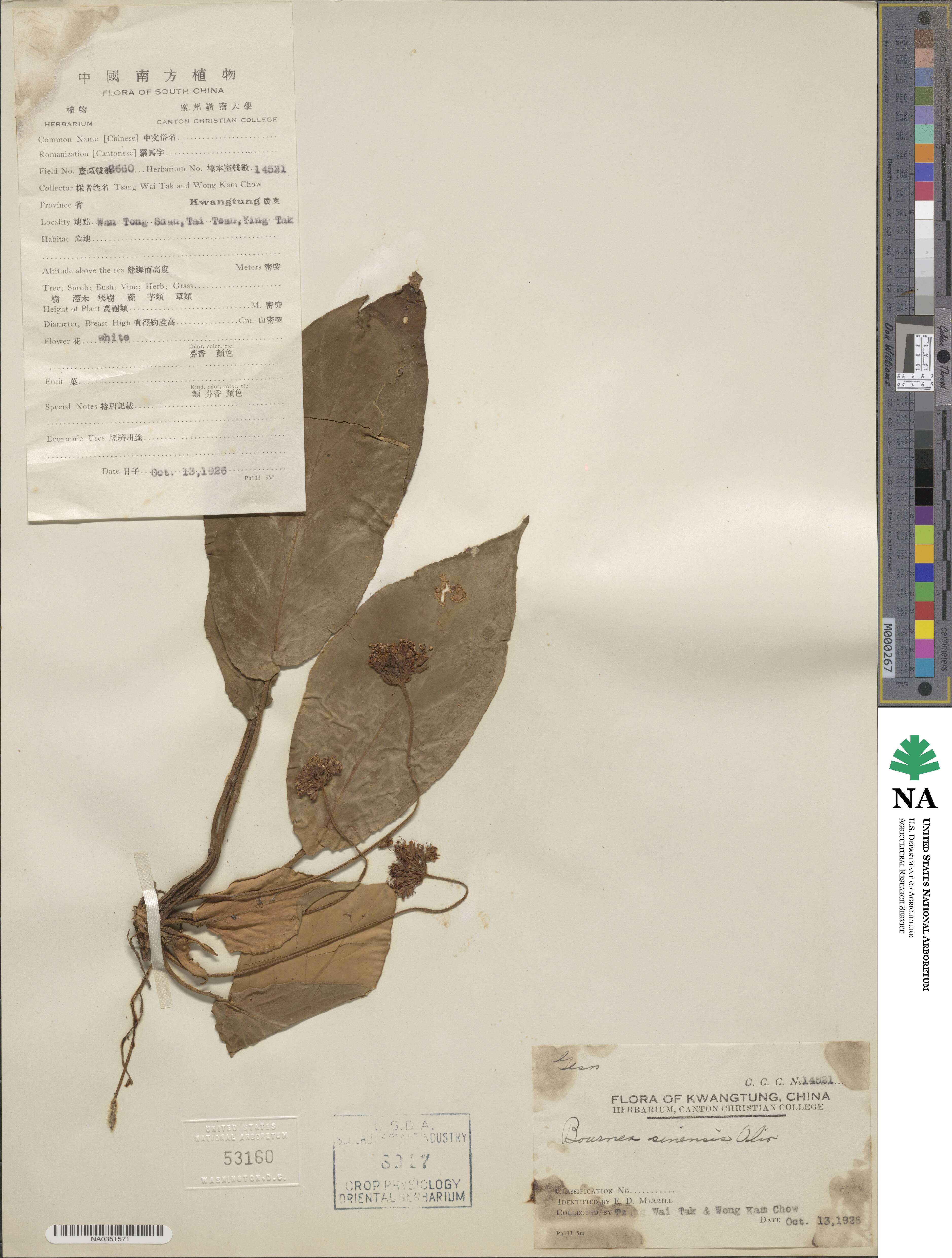 Oreocharis sinensis image