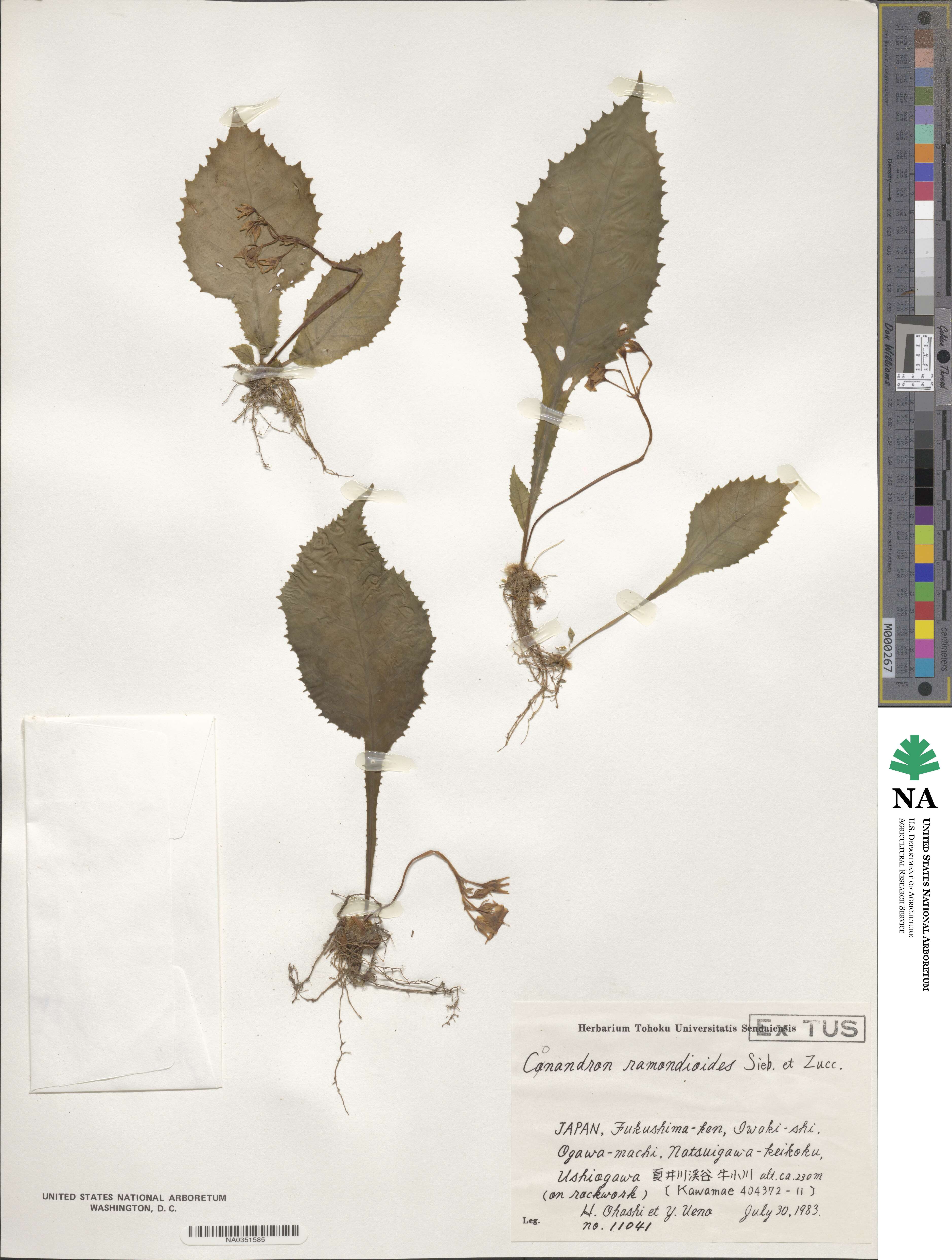 Conandron ramondioides image
