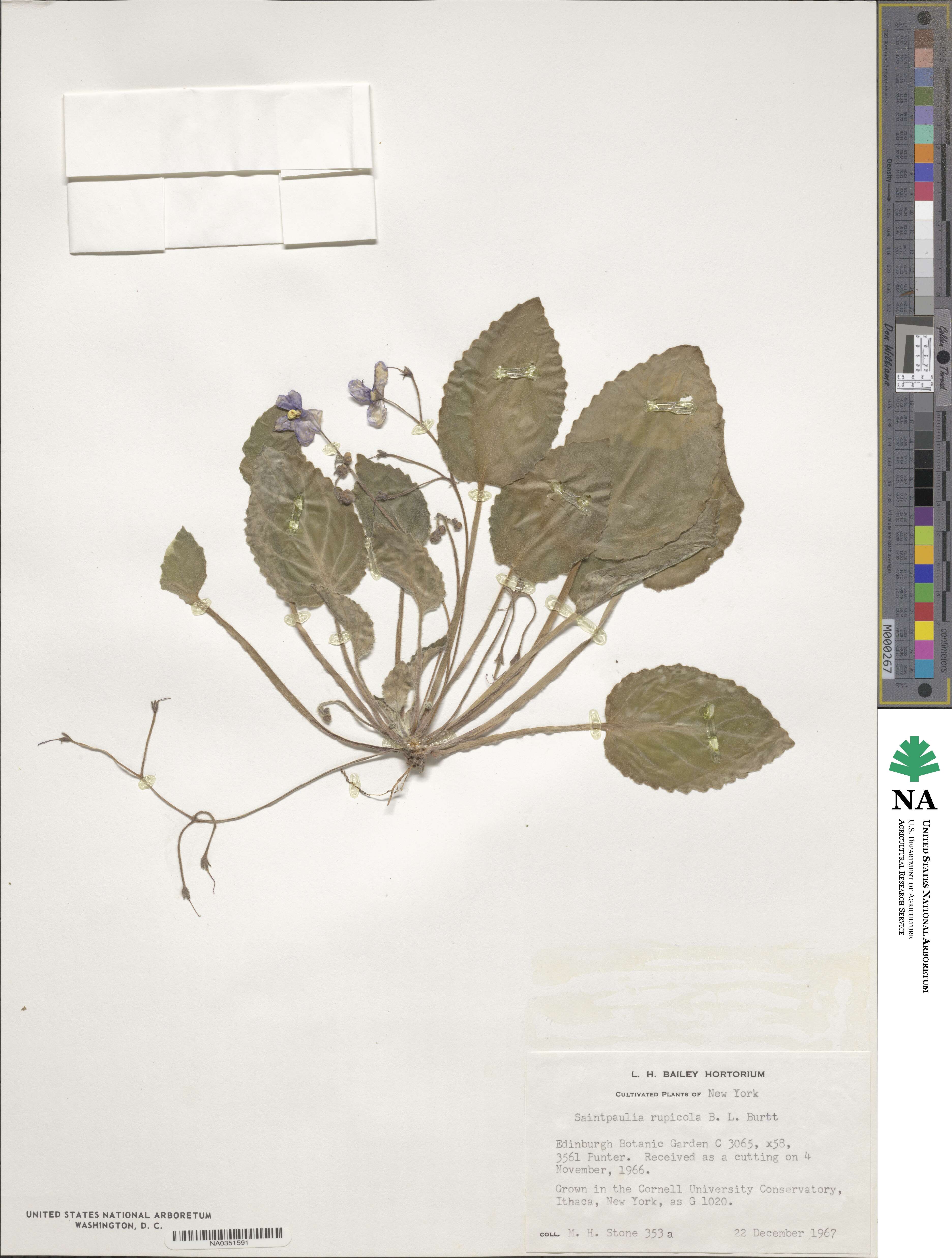 Streptocarpus ionanthus subsp. rupicola image