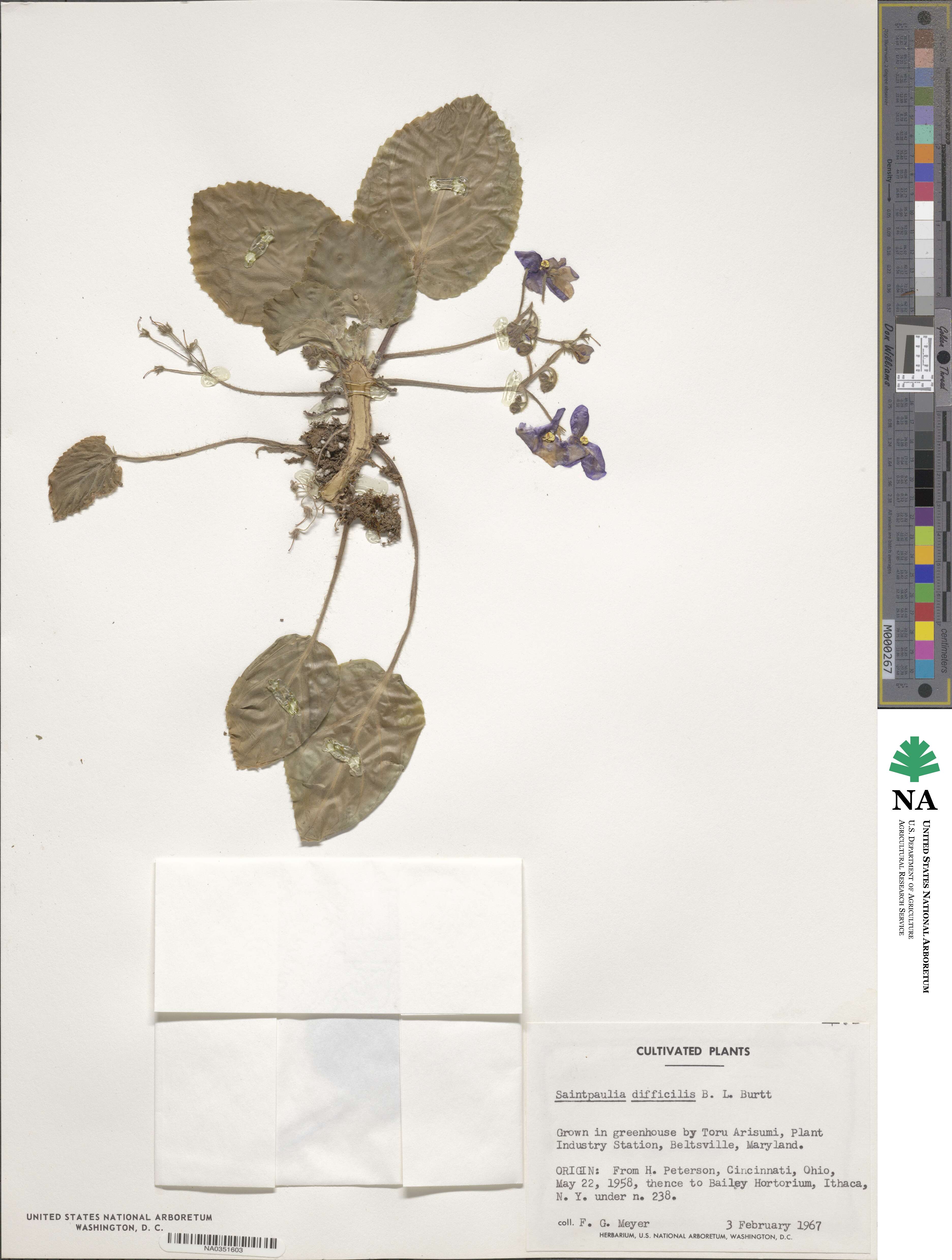 Streptocarpus ionanthus subsp. ionanthus image