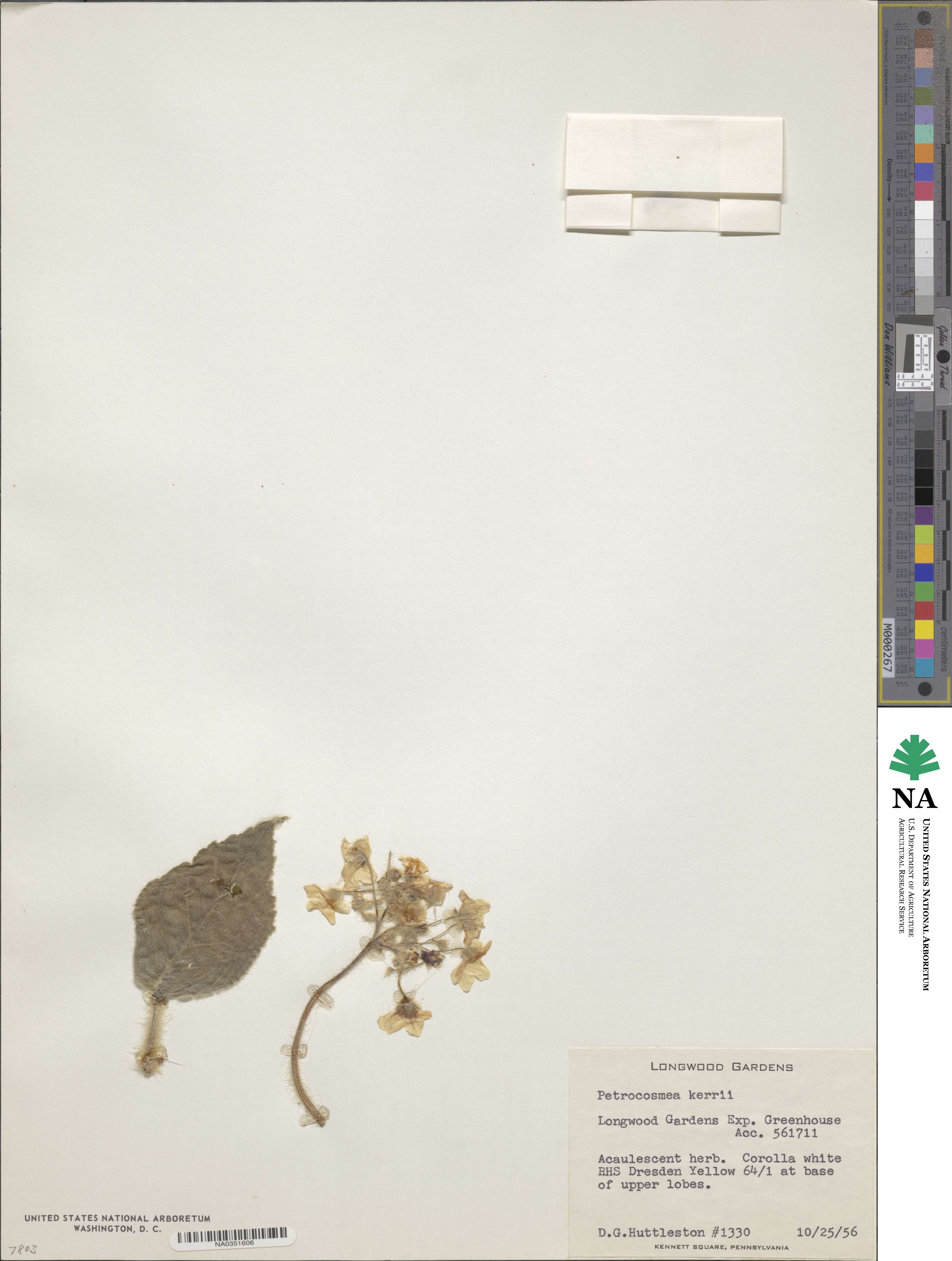 Petrocosmea kerrii image