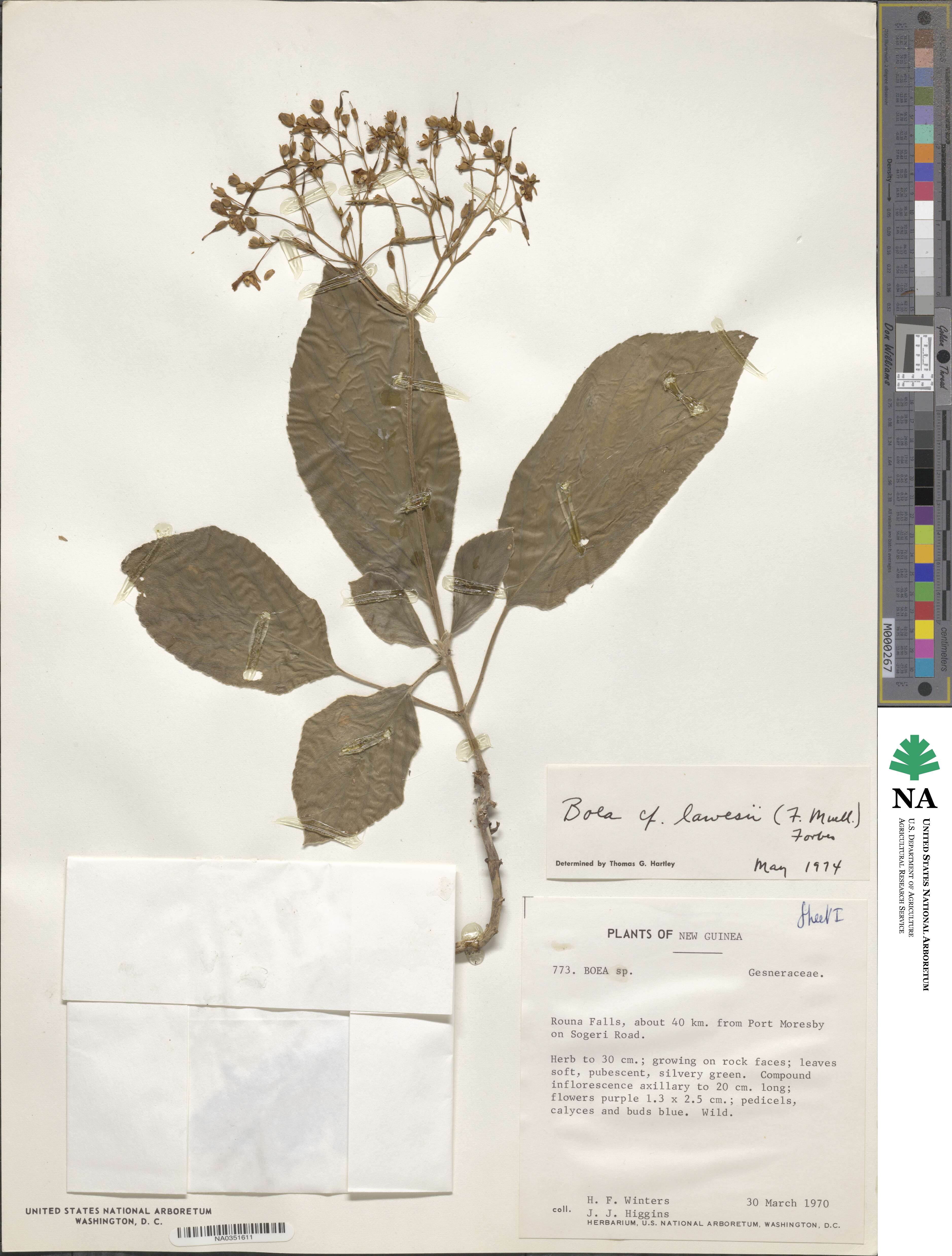 Boea lawesii image