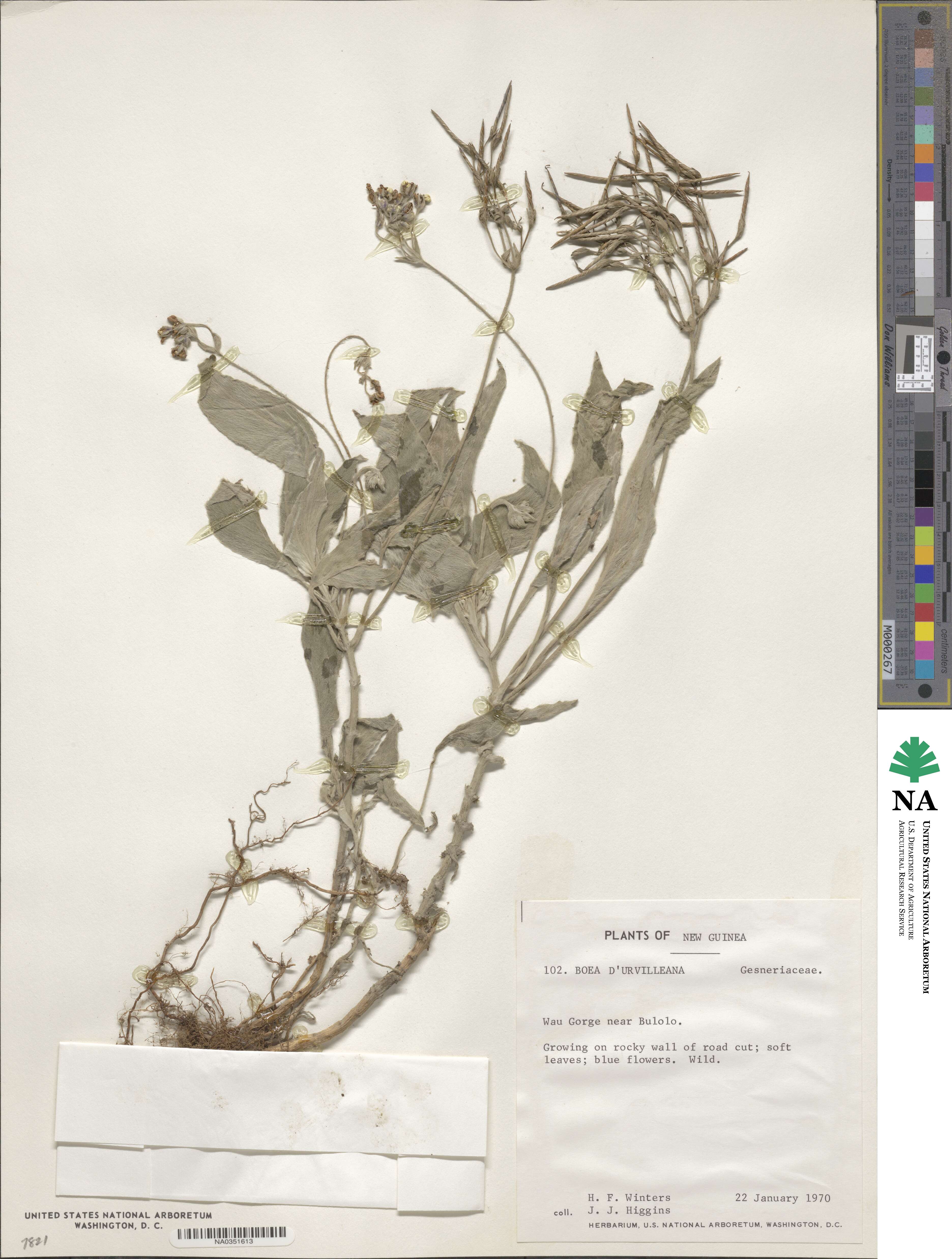 Boea urvillei image