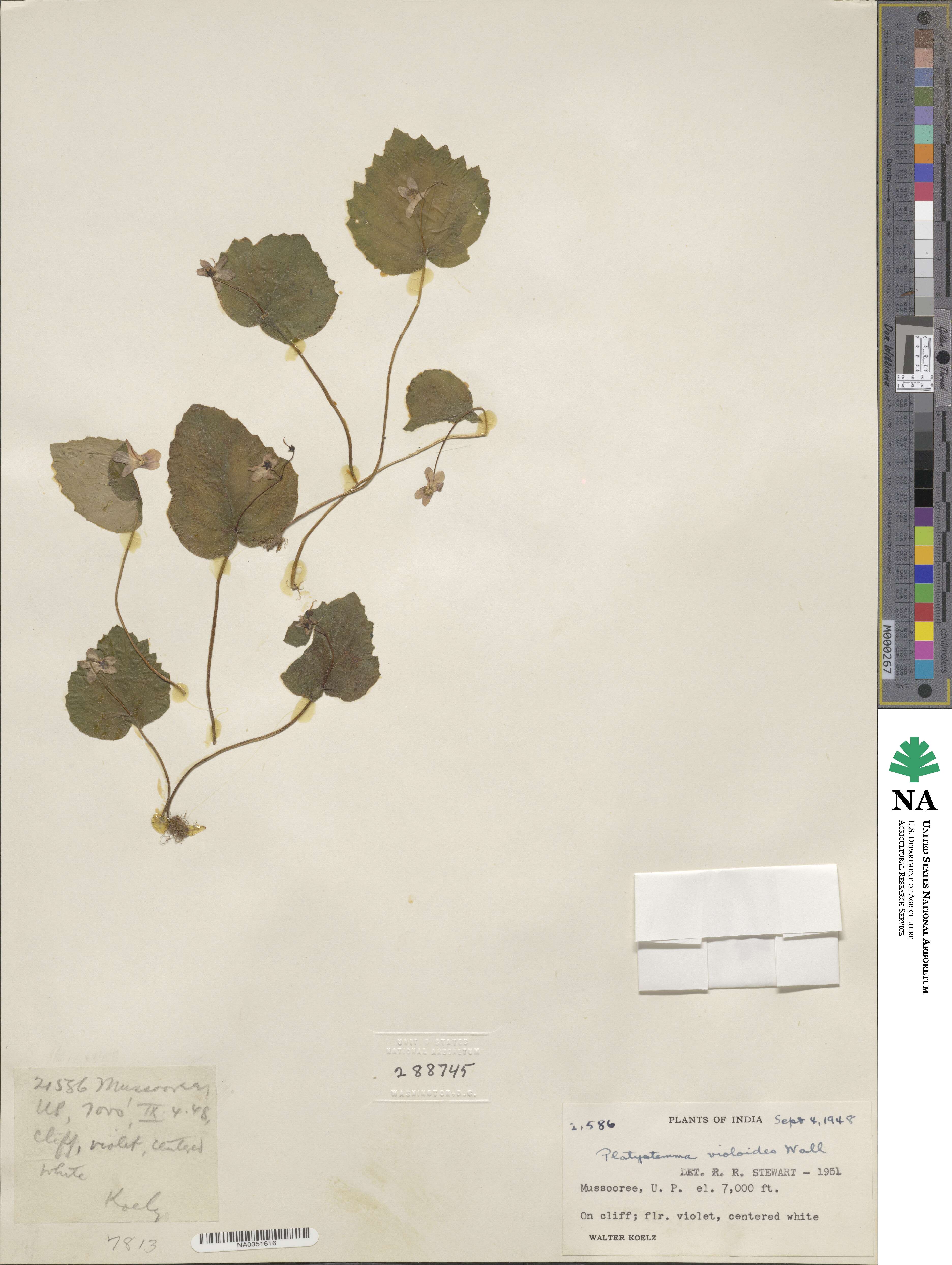 Platystemma violoides image