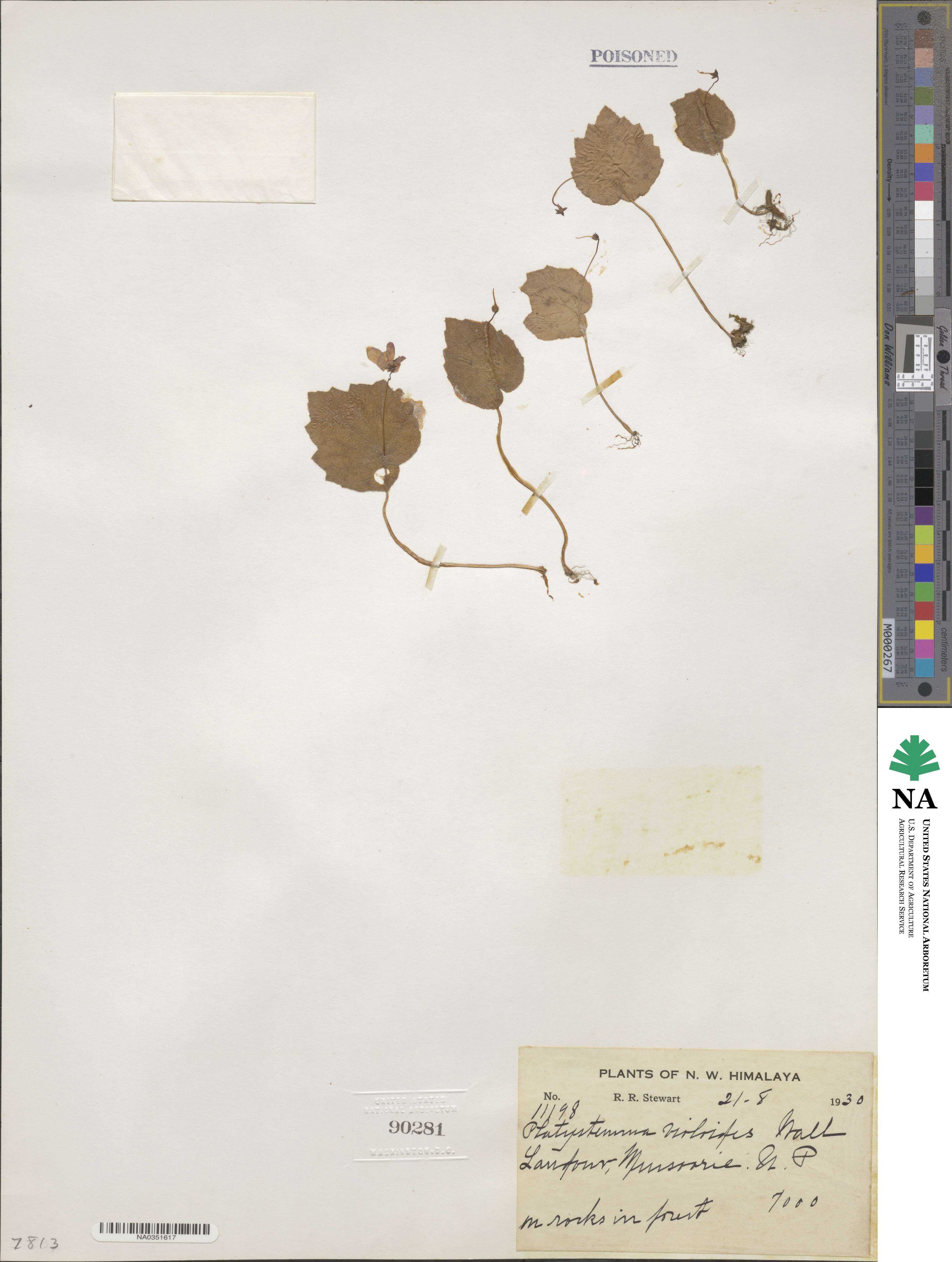 Platystemma violoides image
