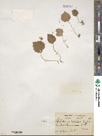 Platystemma violoides image