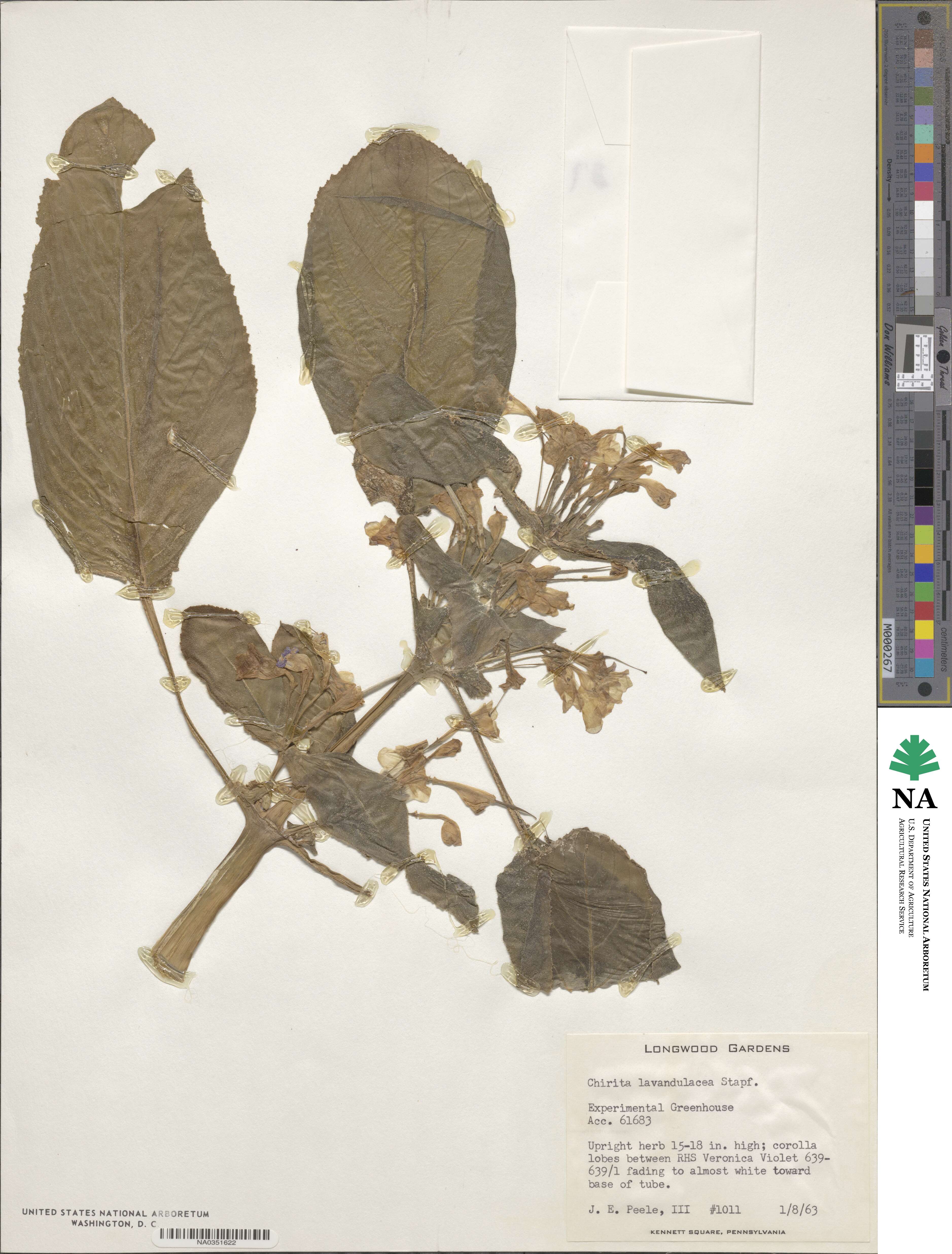 Microchirita lavandulacea image