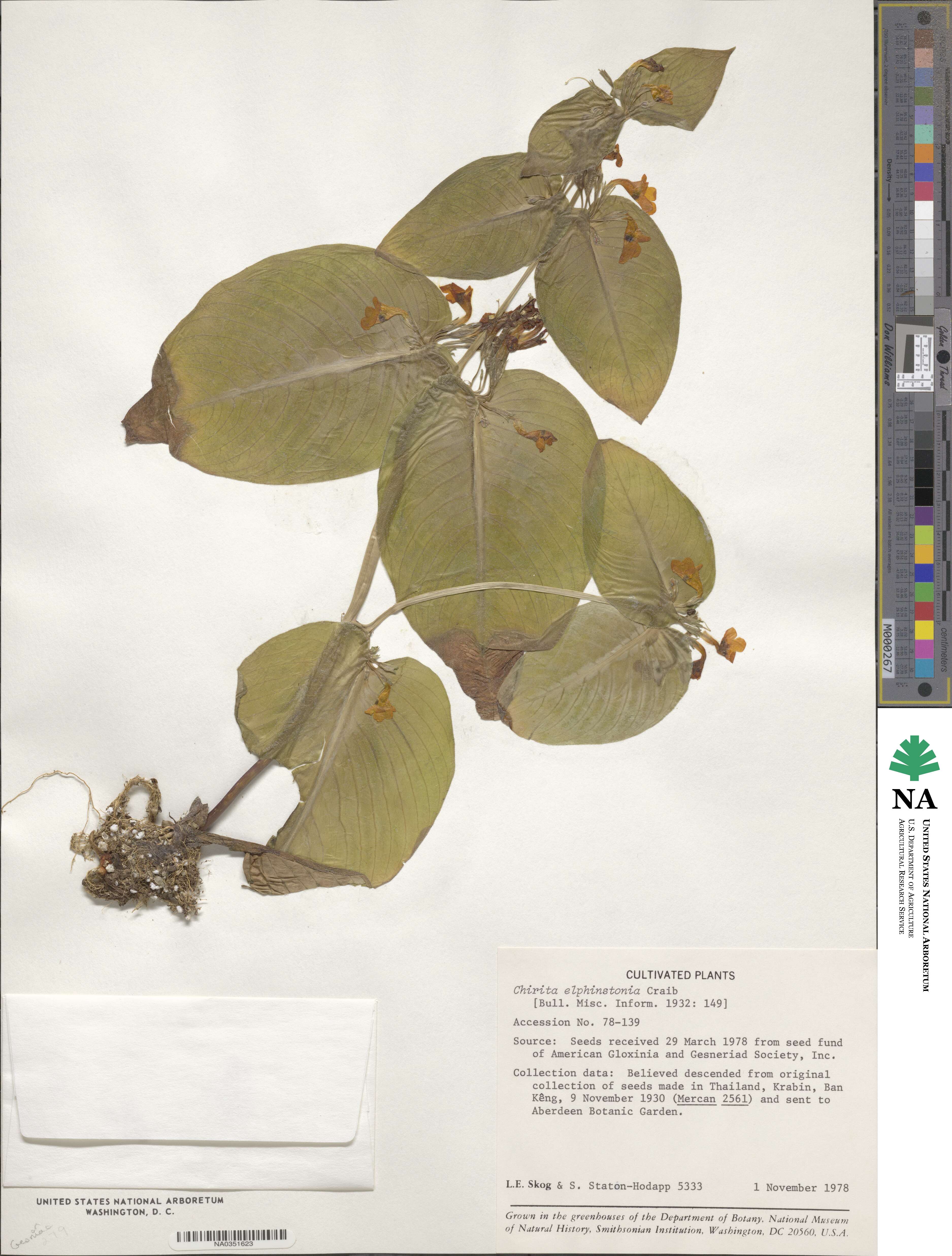 Microchirita elphinstonia image