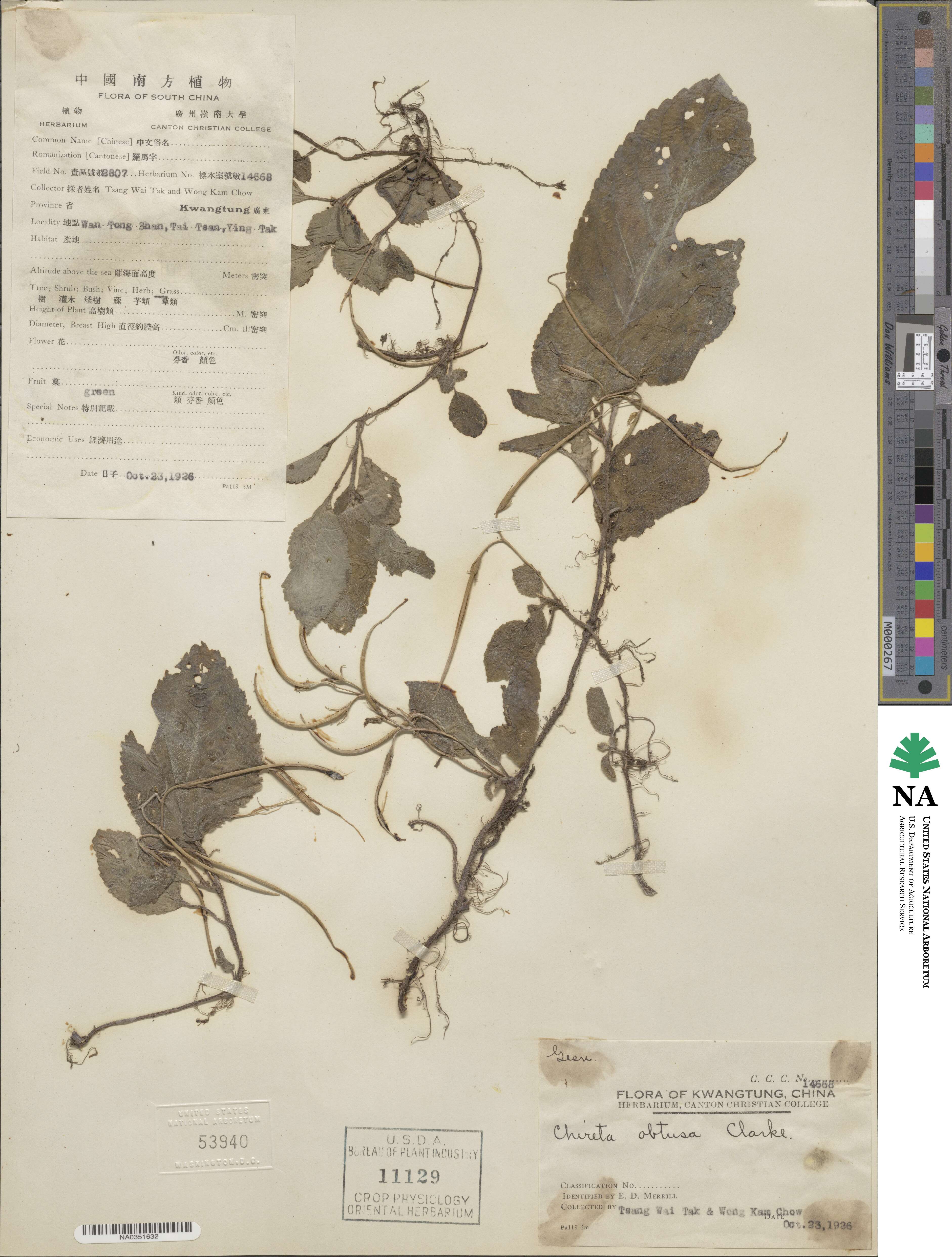 Didymostigma obtusum image