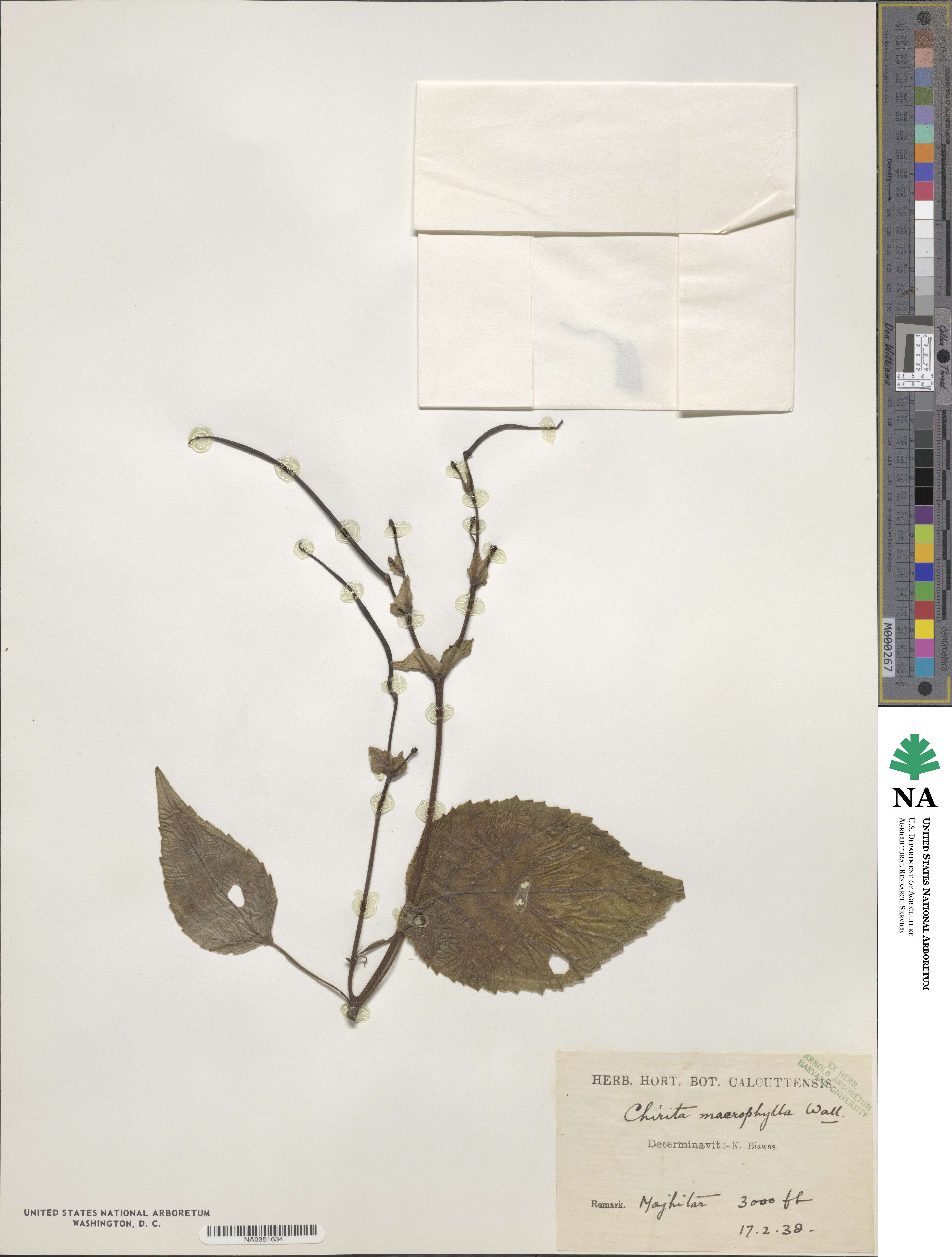 Henckelia grandifolia image