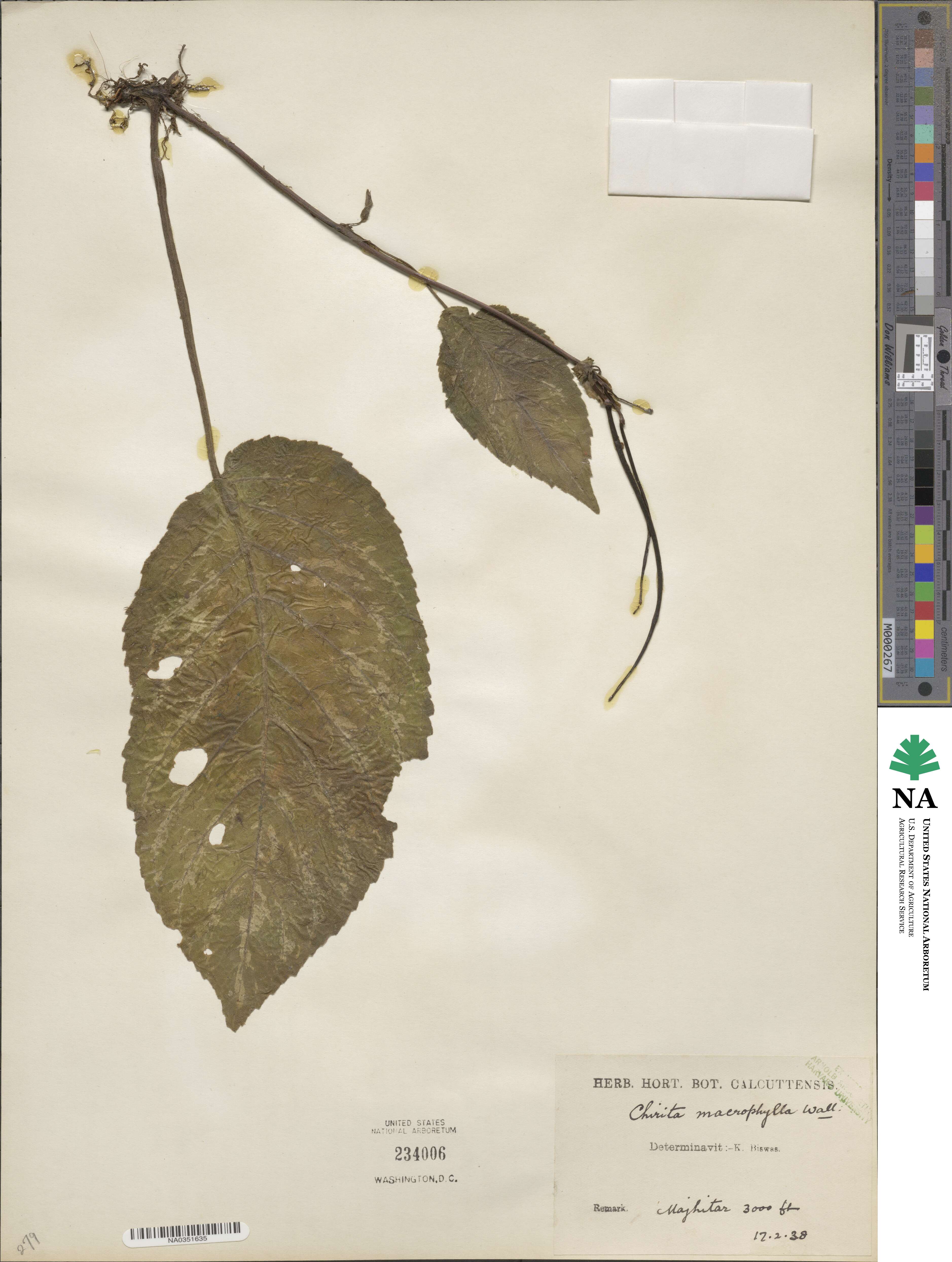 Henckelia grandifolia image