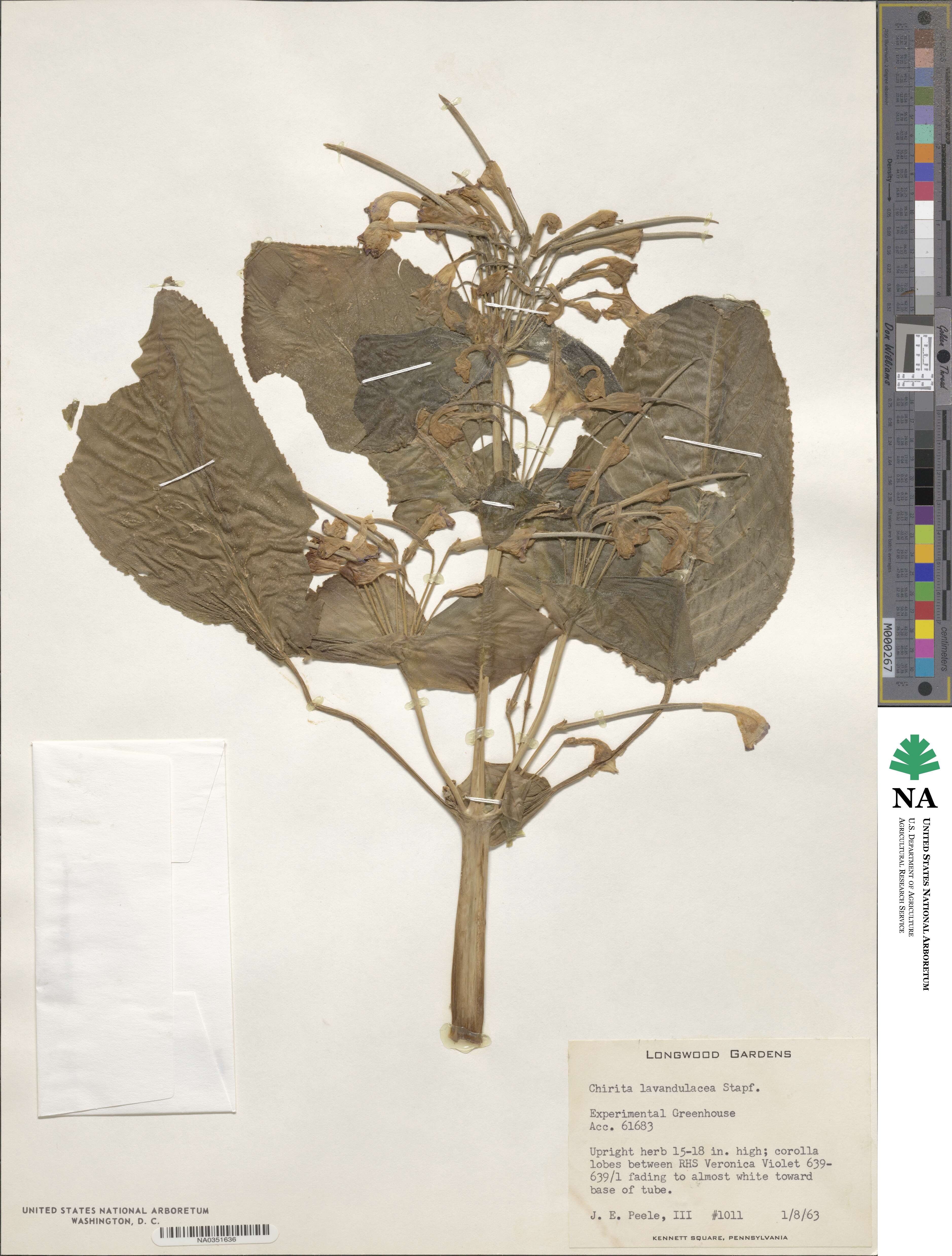 Microchirita lavandulacea image