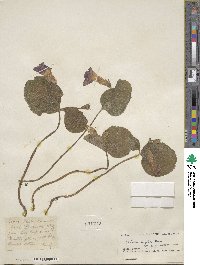 Henckelia bifolia image