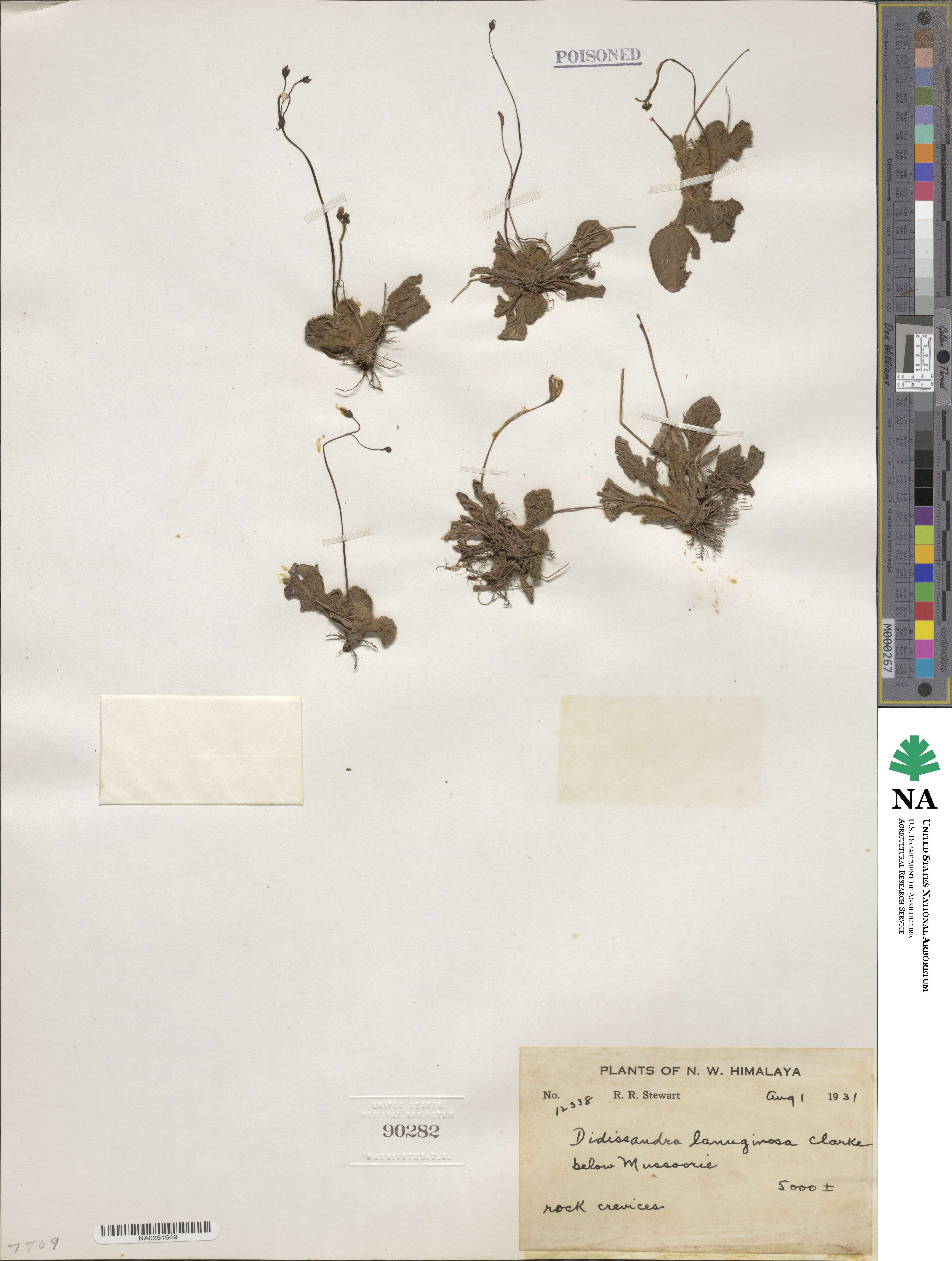 Corallodiscus lanuginosus image