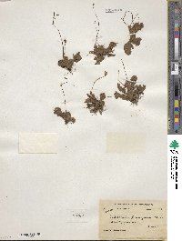 Media resource of Corallodiscus lanuginosus