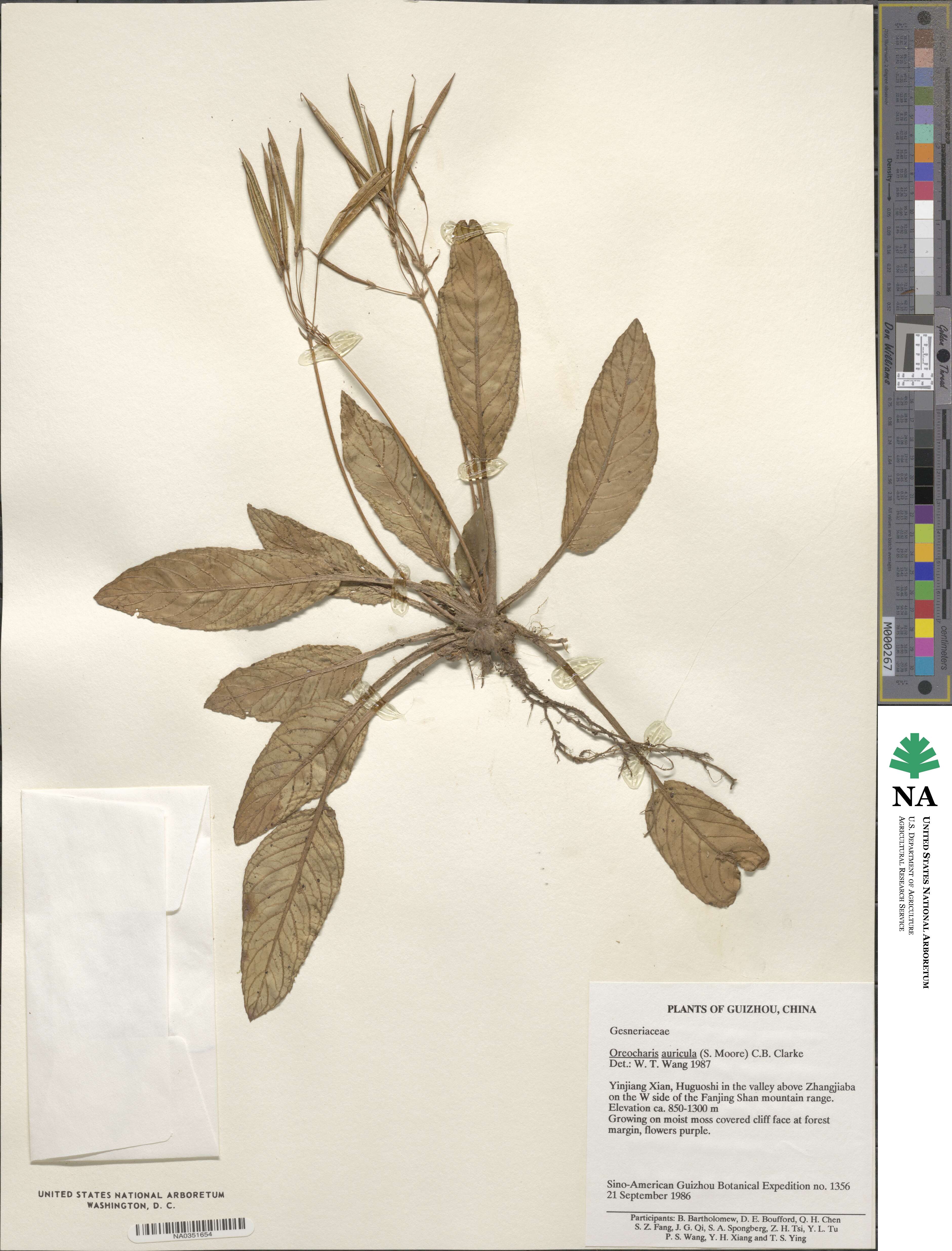 Oreocharis auricula image