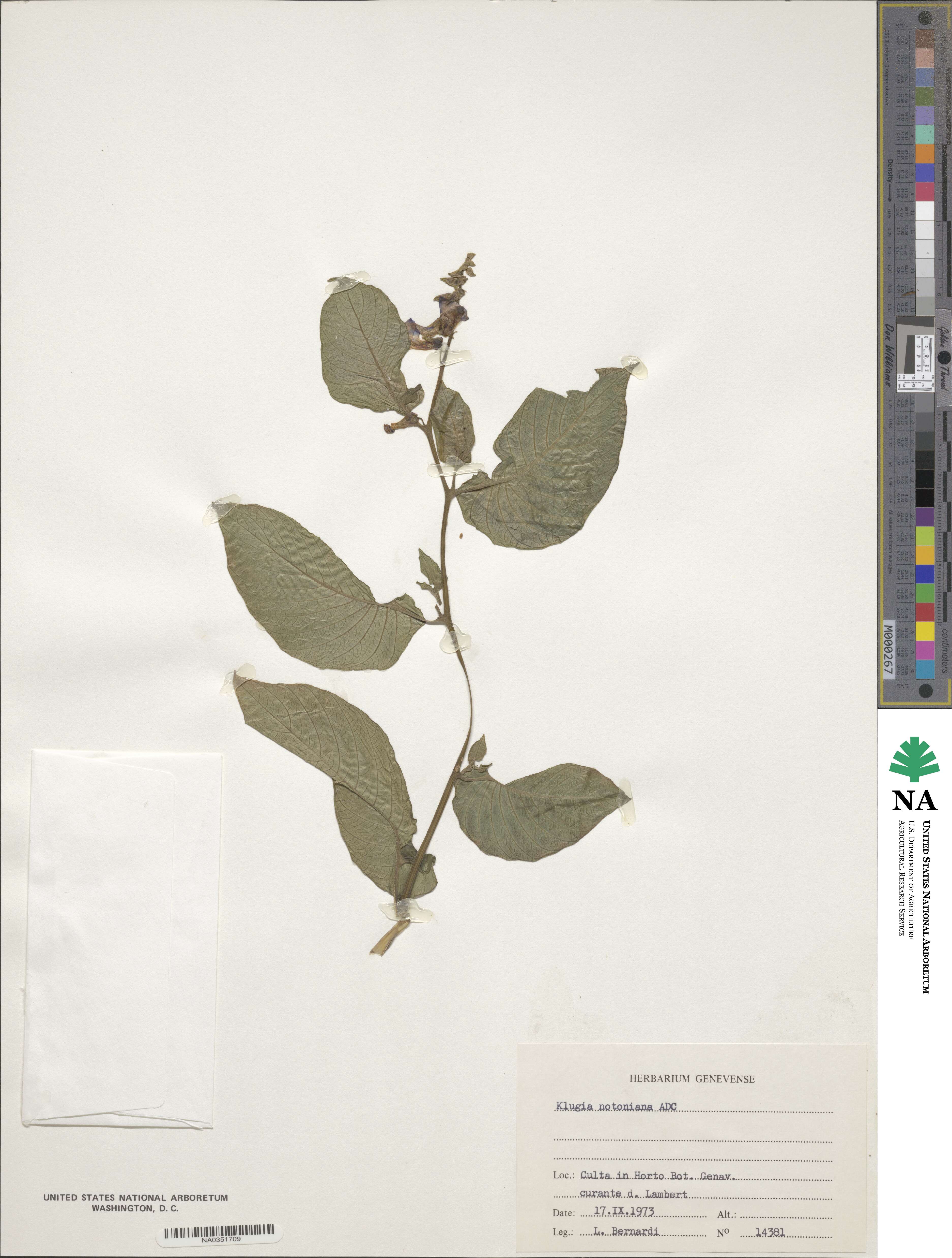 Klugia notoniana image