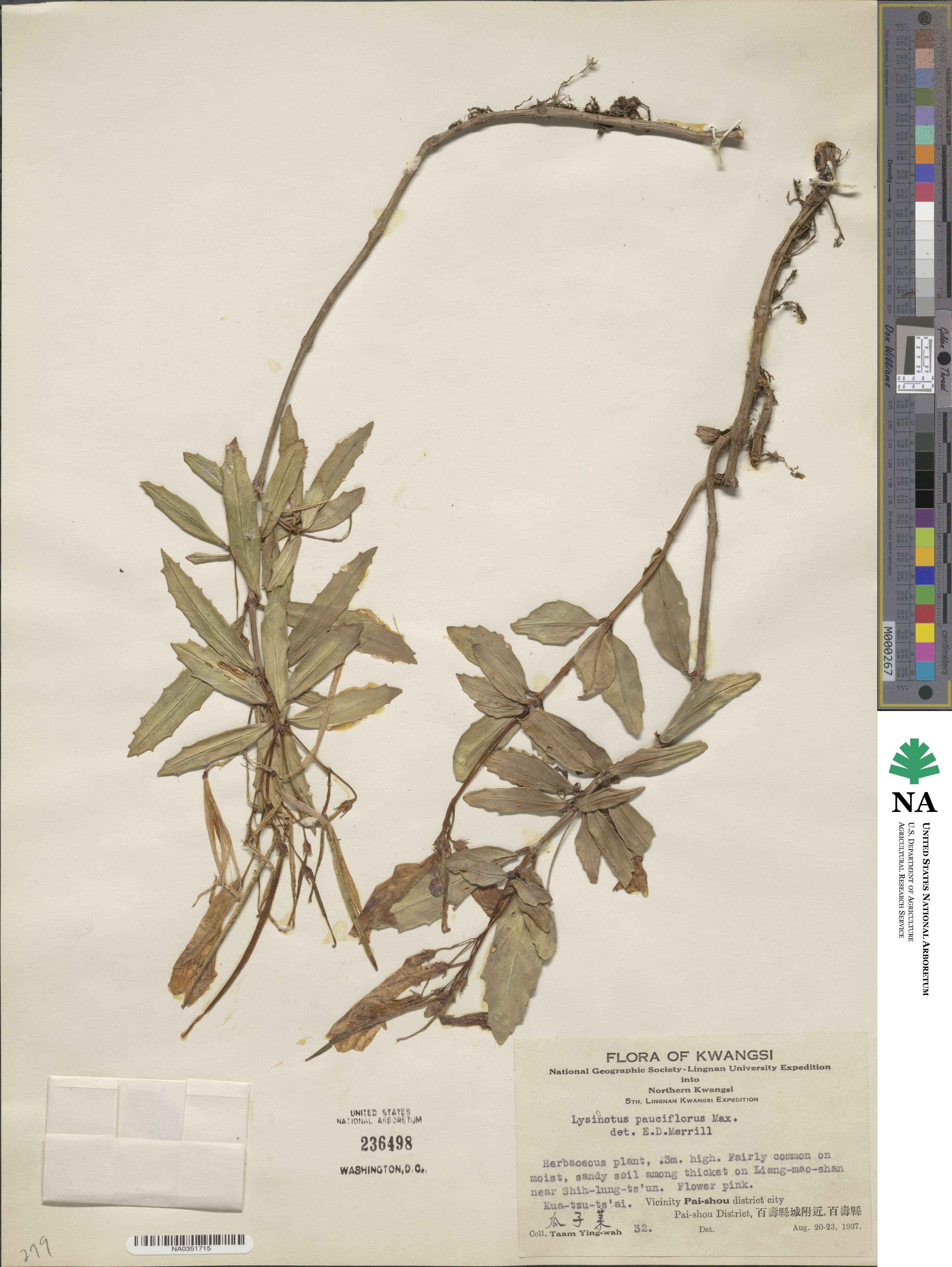 Lysionotus pauciflorus image