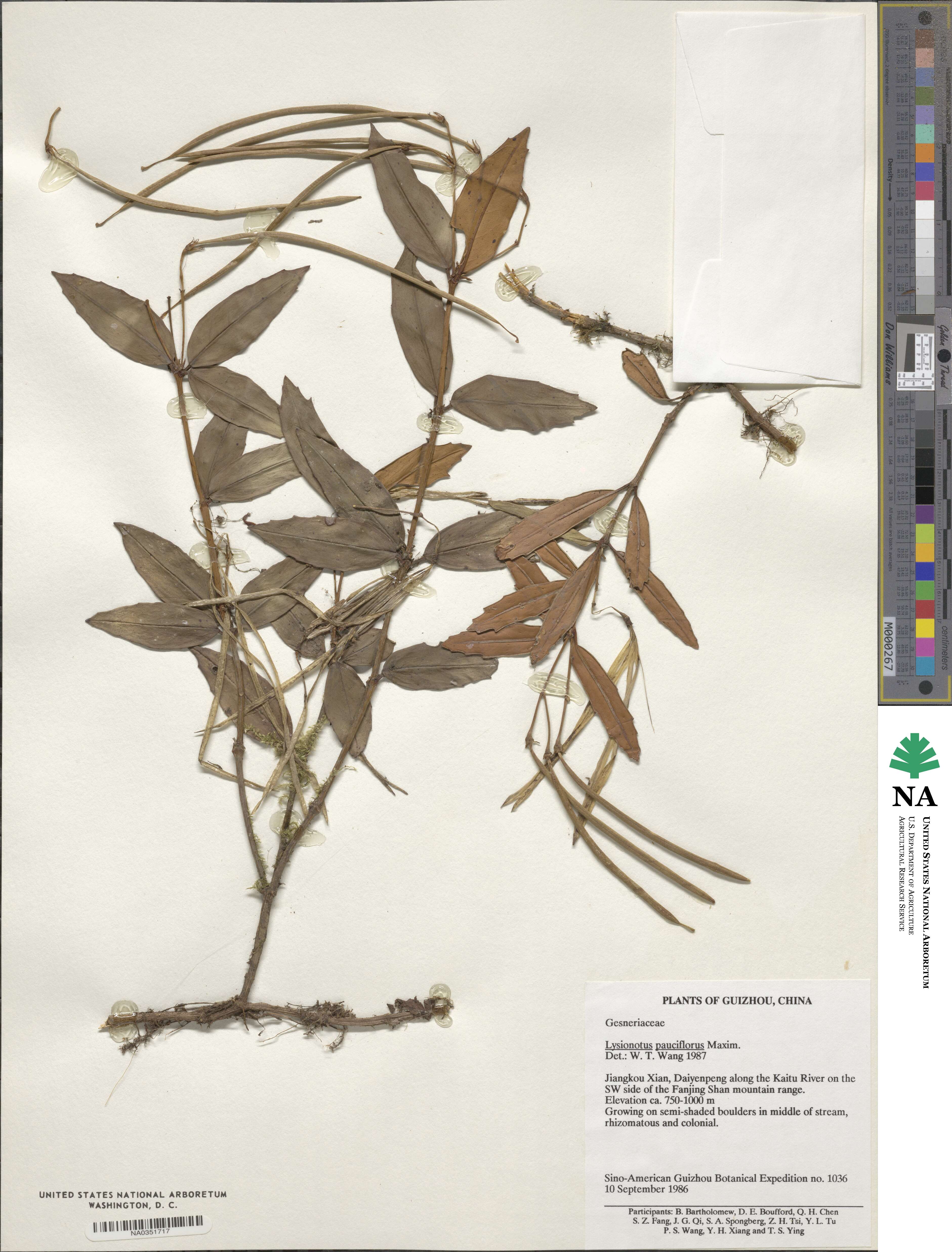 Lysionotus pauciflorus image