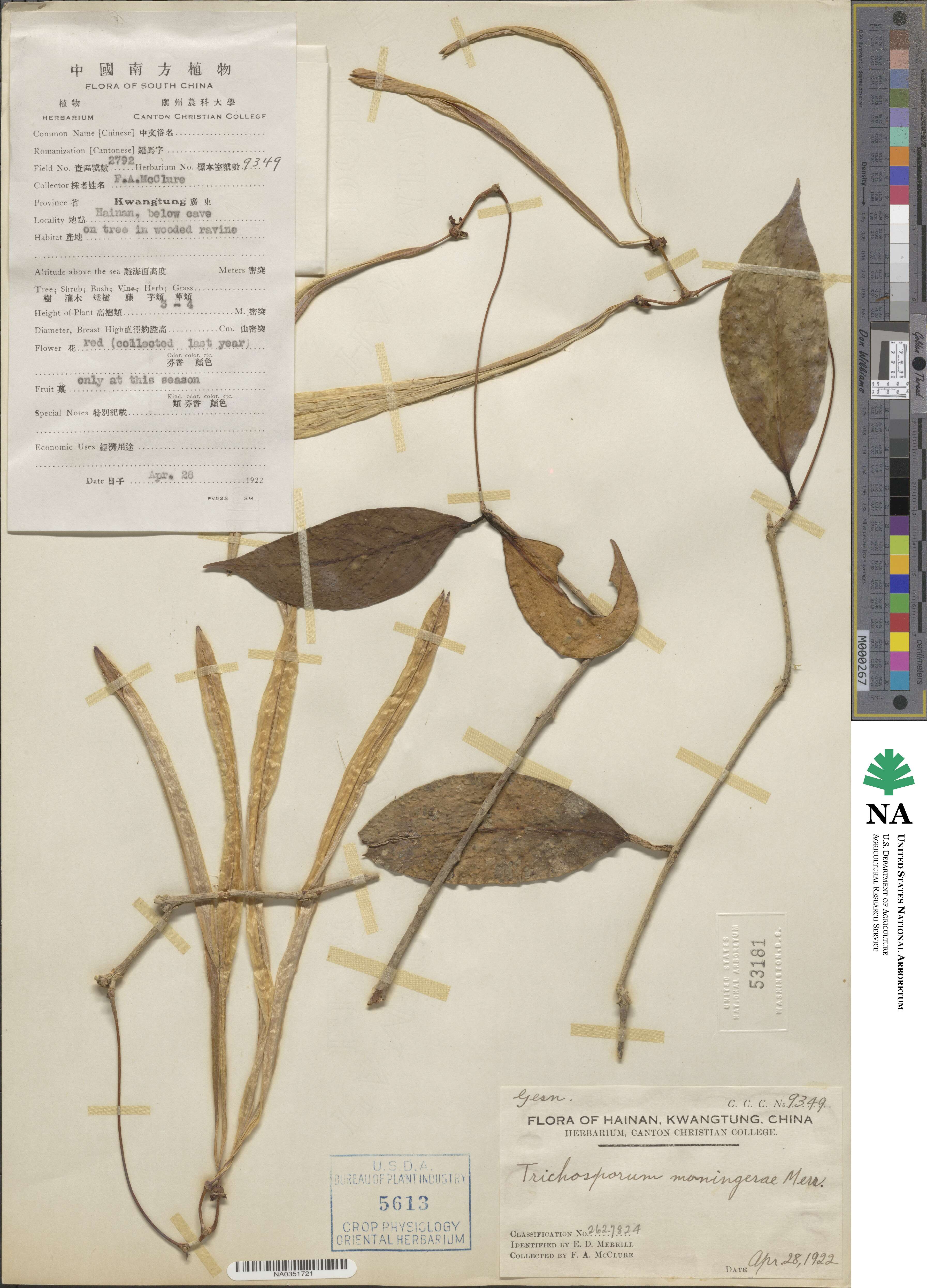 Aeschynanthus moningeriae image