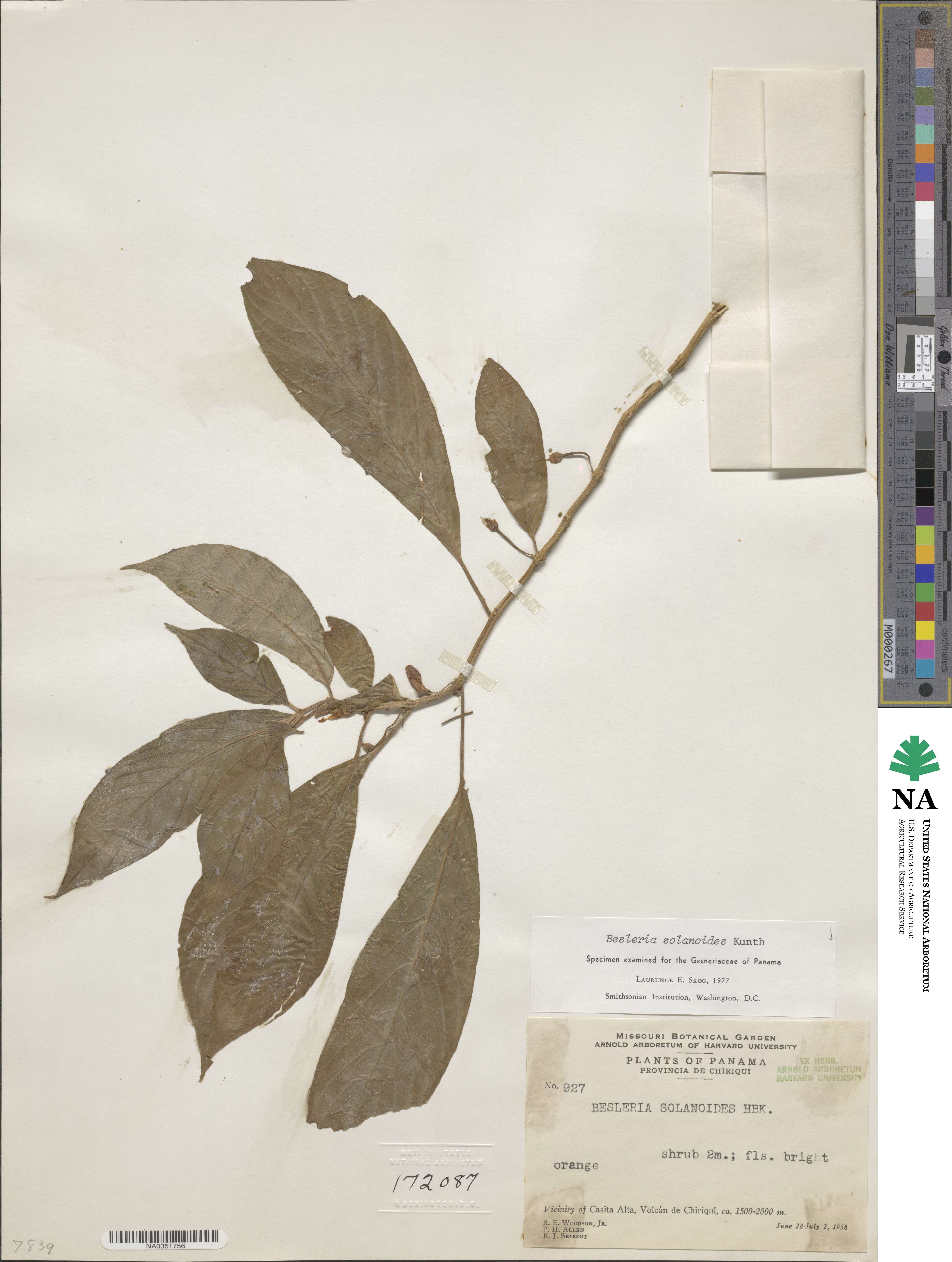 Besleria solanoides image