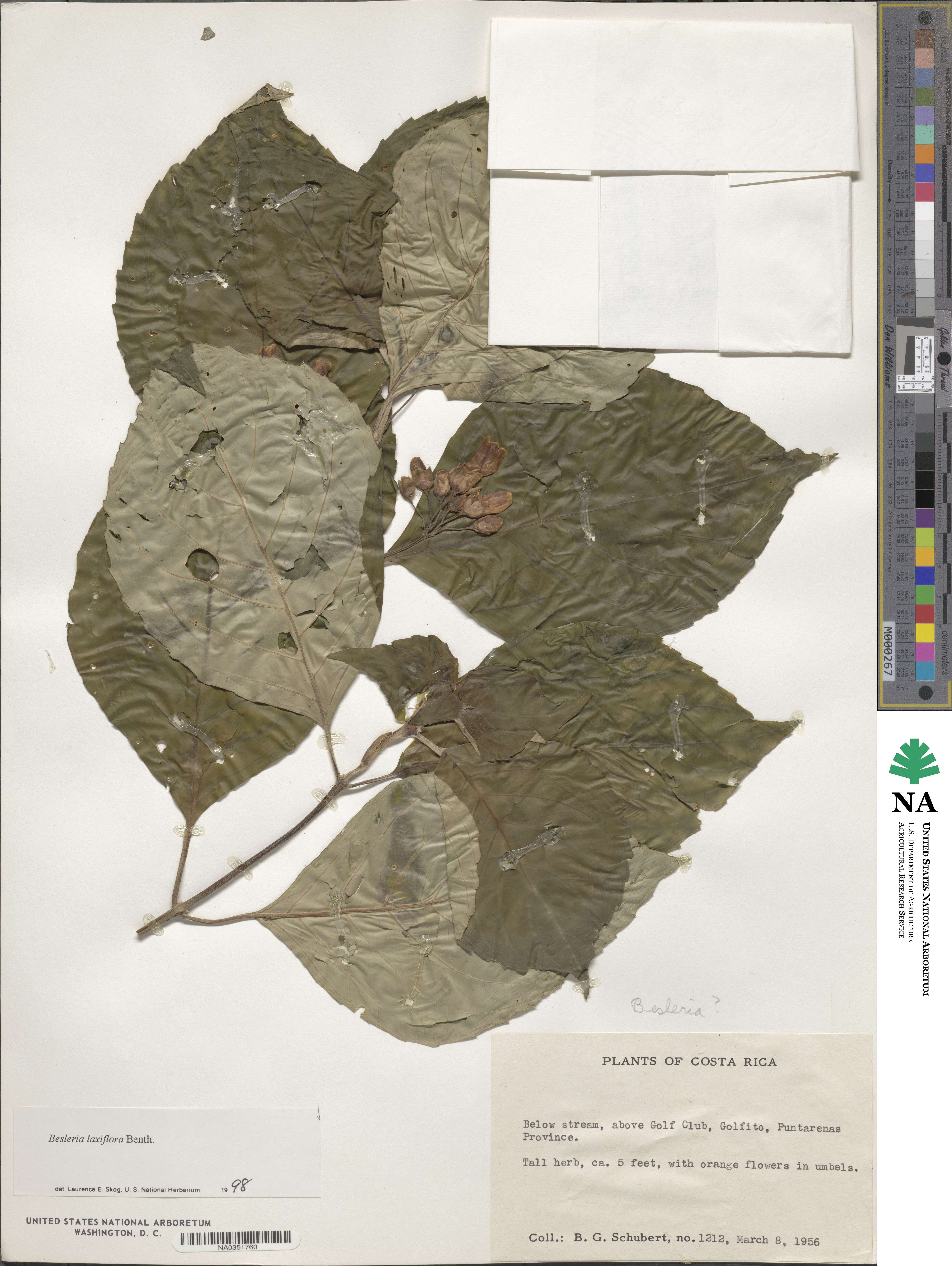 Besleria laxiflora image