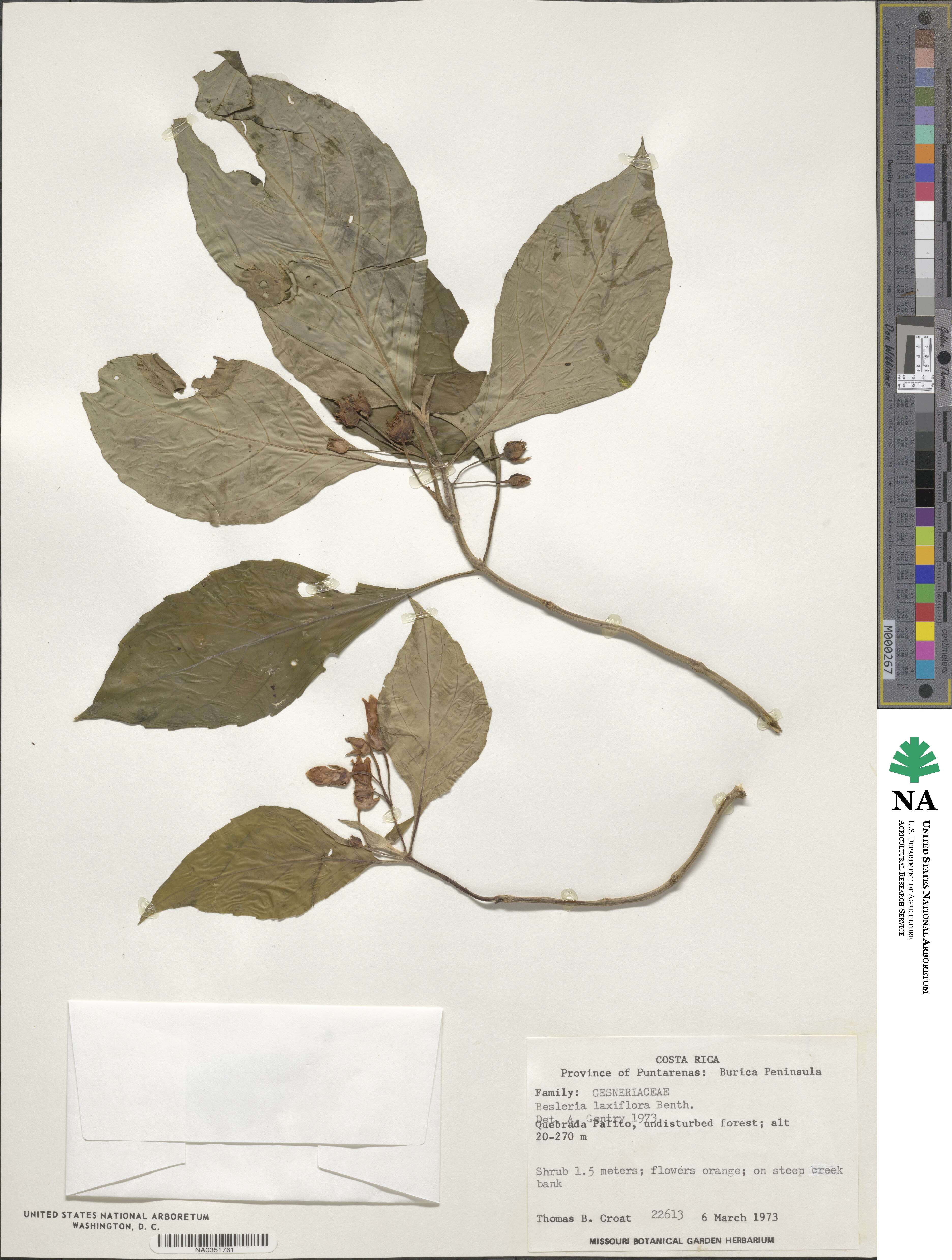Besleria laxiflora image