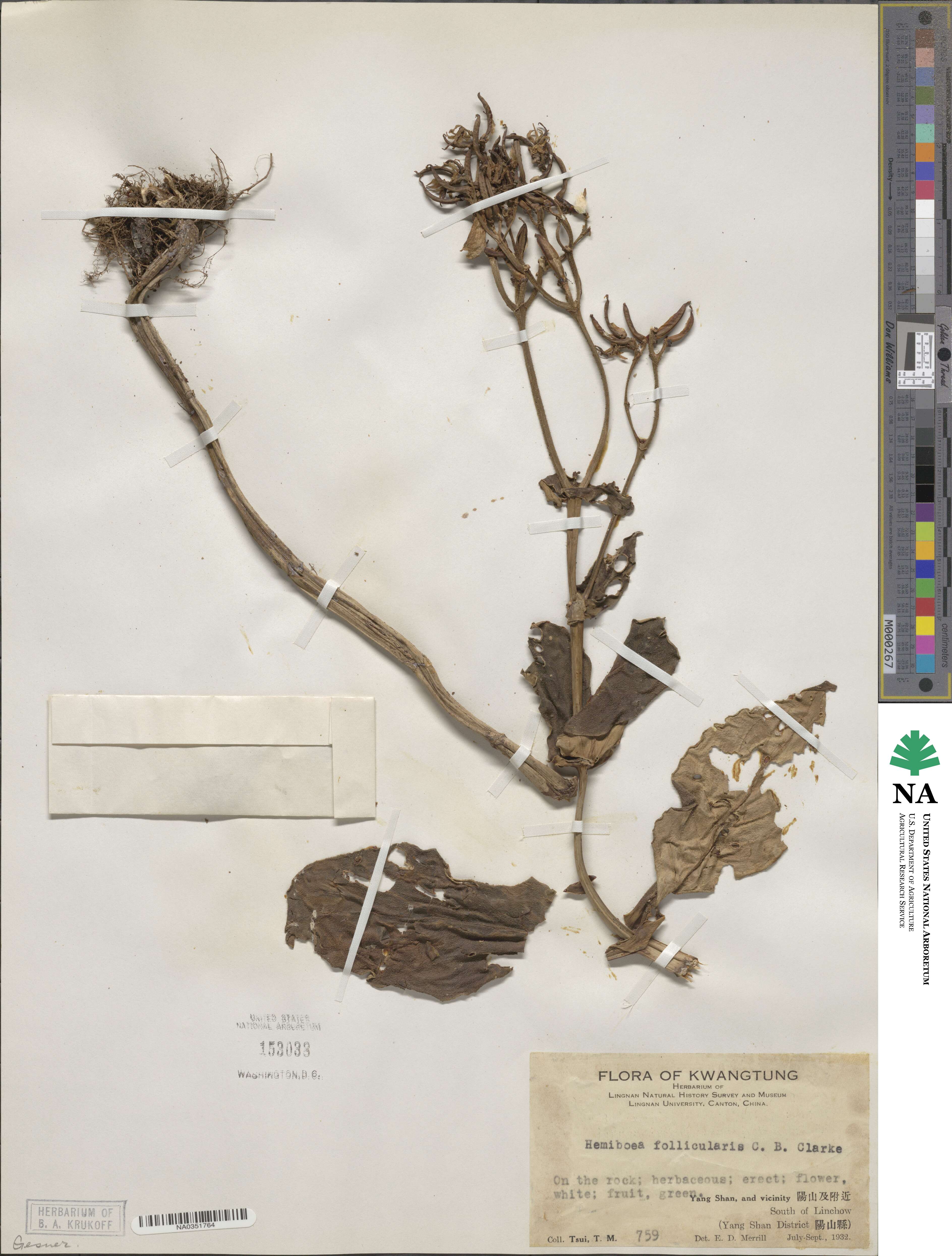 Hemiboea follicularis image