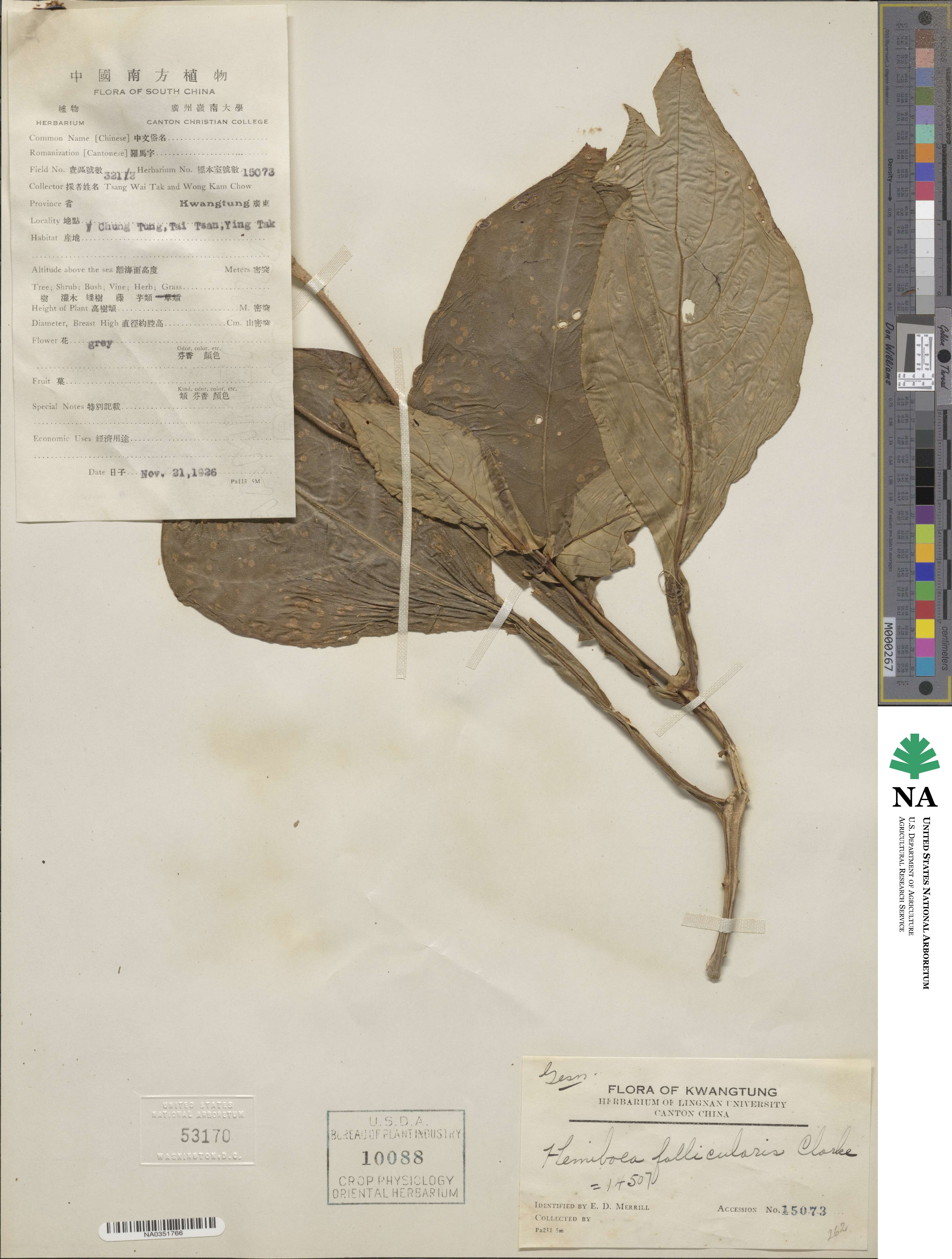 Hemiboea follicularis image